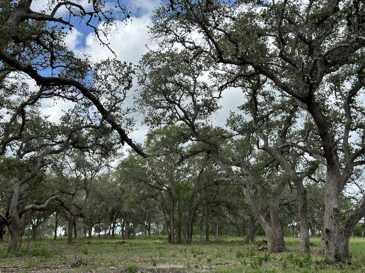 Goliad, Texas, ,Land,For Sale,1047