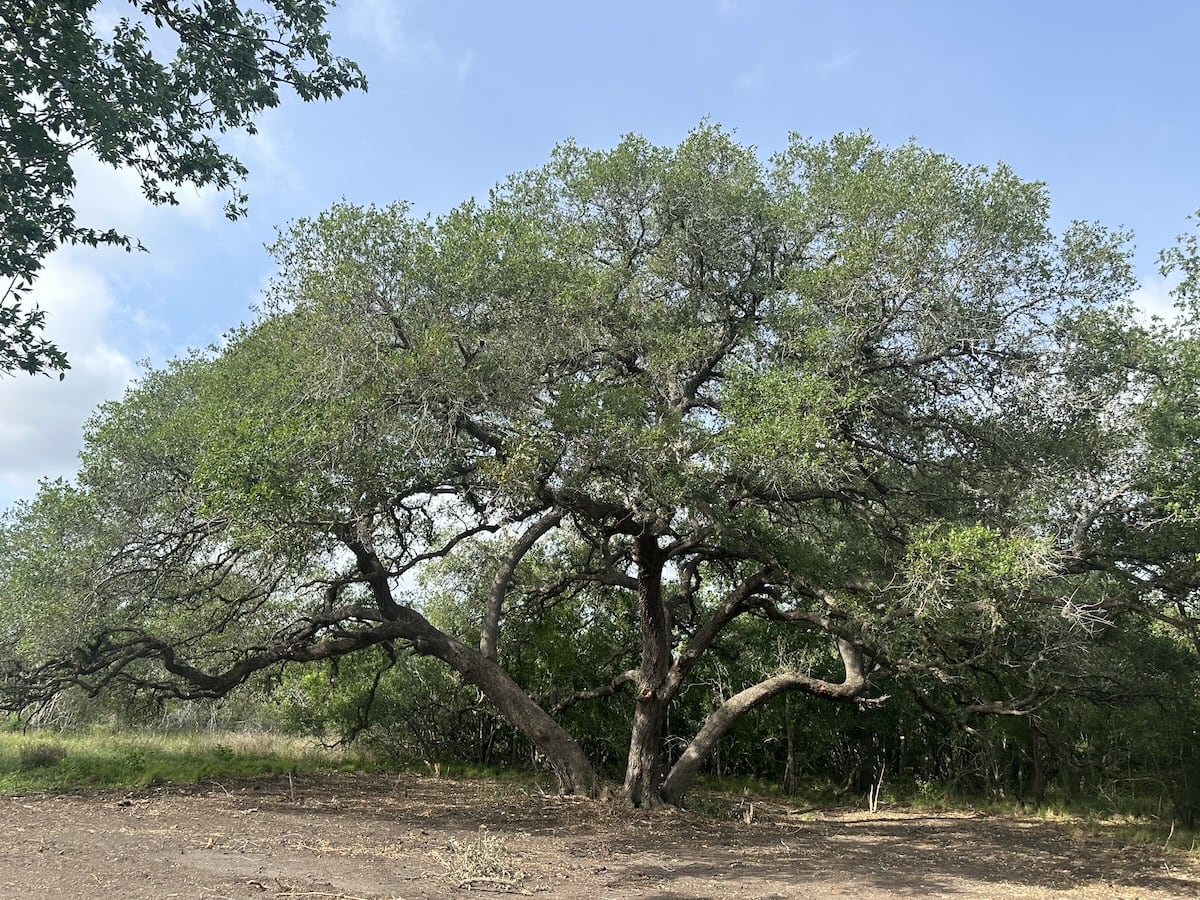 Goliad, Texas, ,Land,For Sale,1048