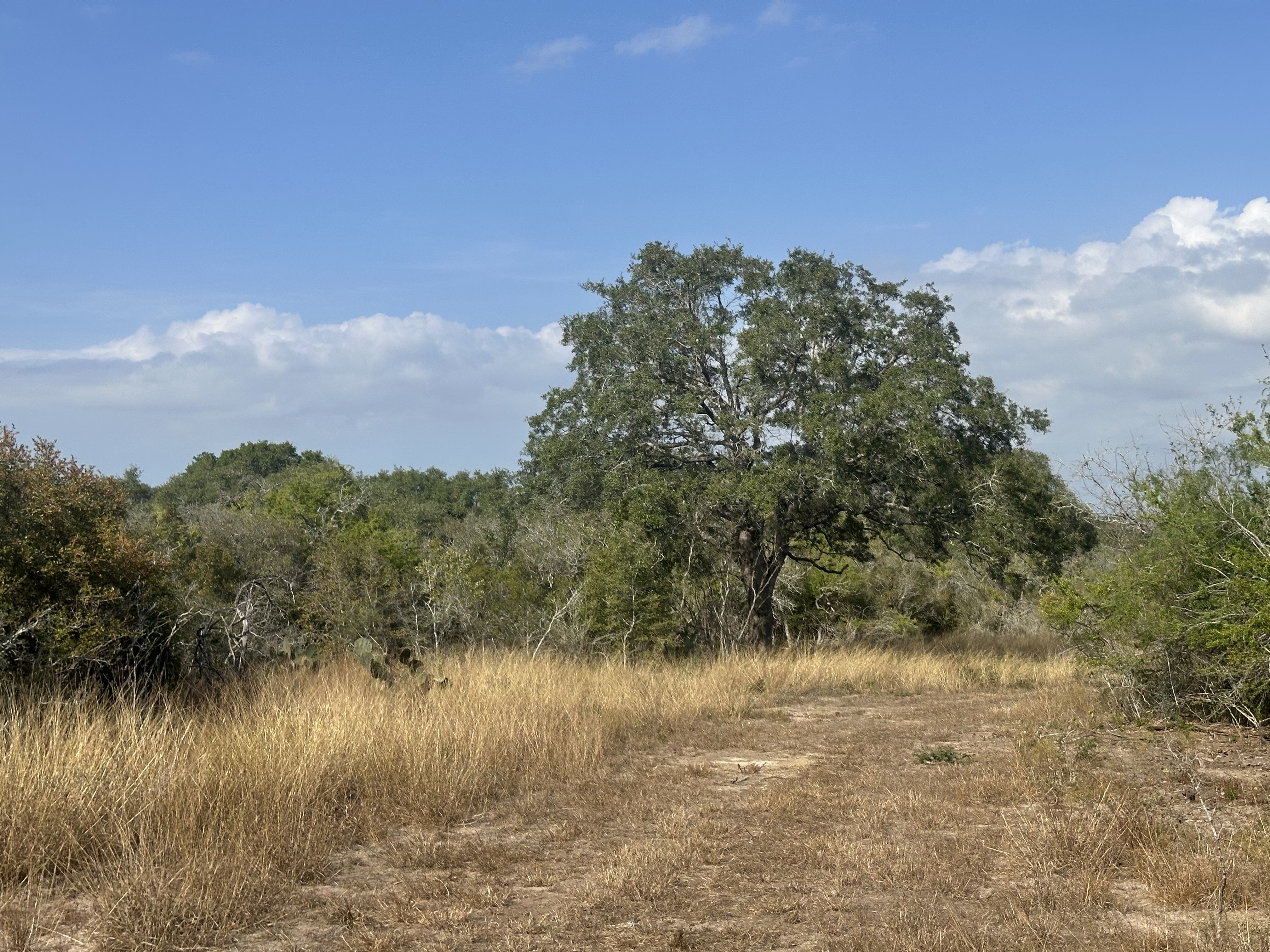 Goliad, Texas, ,Land,For Sale,1048