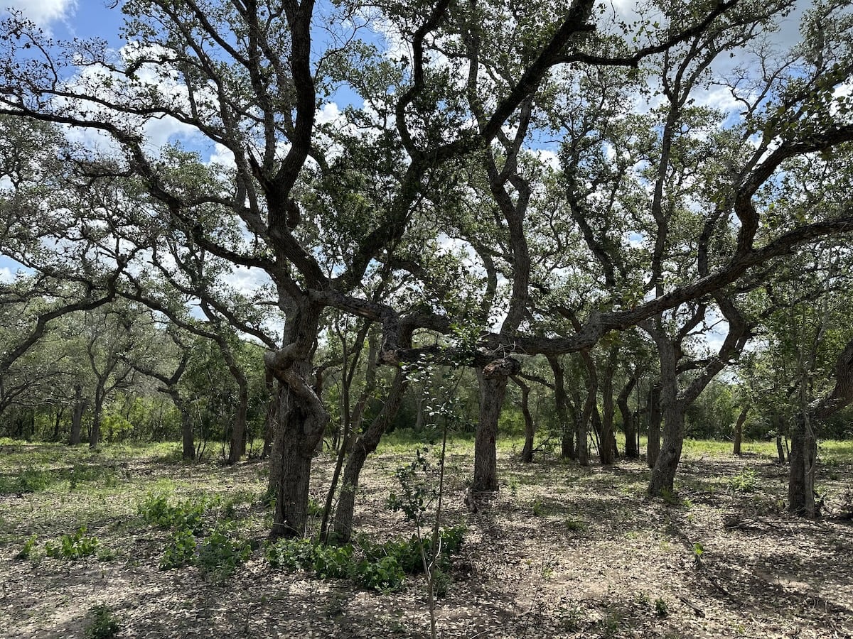 Goliad, Texas, ,Land,For Sale,1049