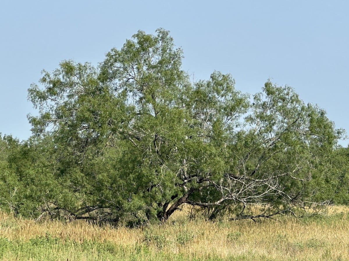 Goliad, Texas, ,Land,For Sale,1052