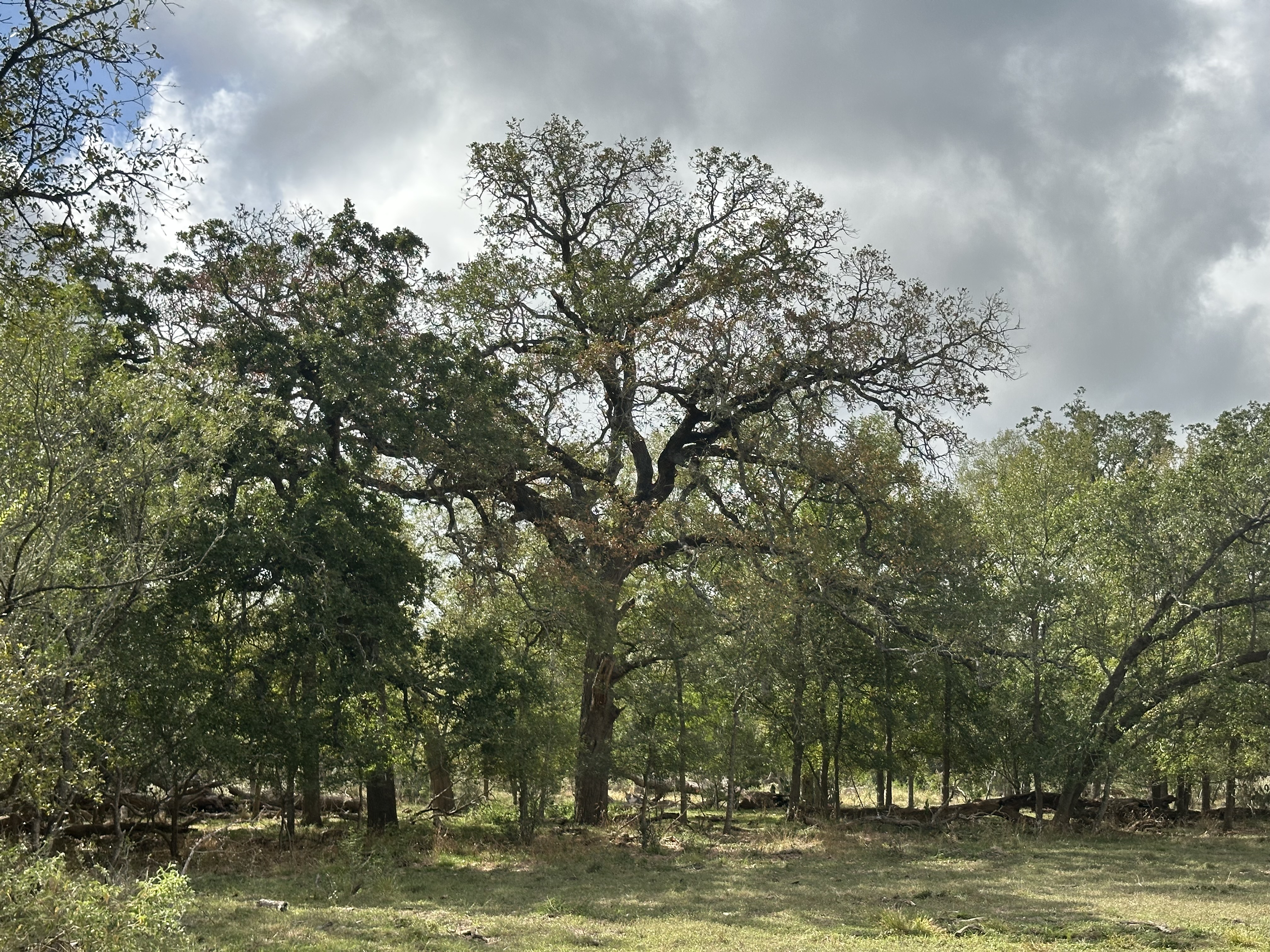 Luling, Texas, ,Land,For Sale,1053