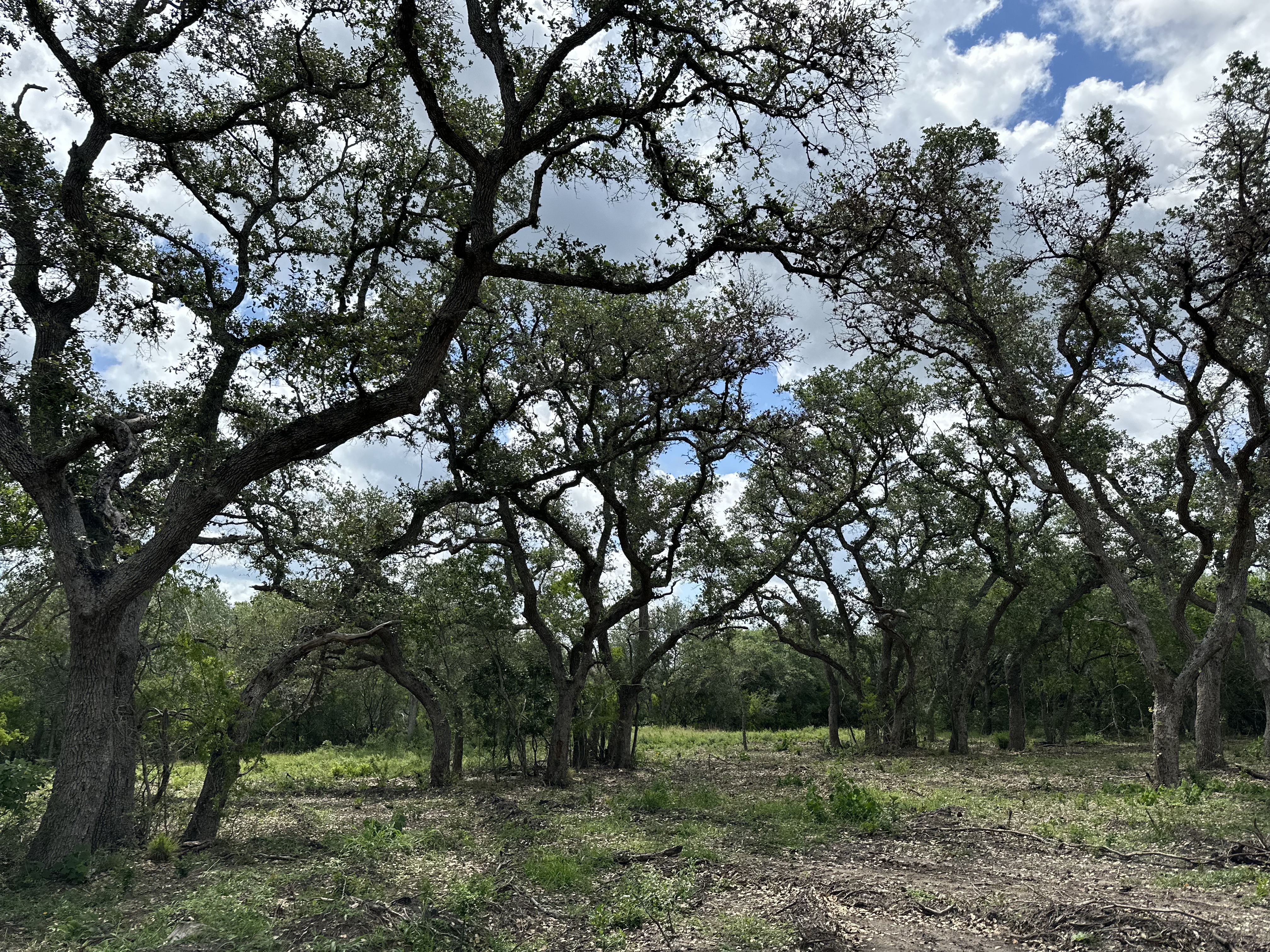 South Texas Land
Goliad TX
Texas Coast