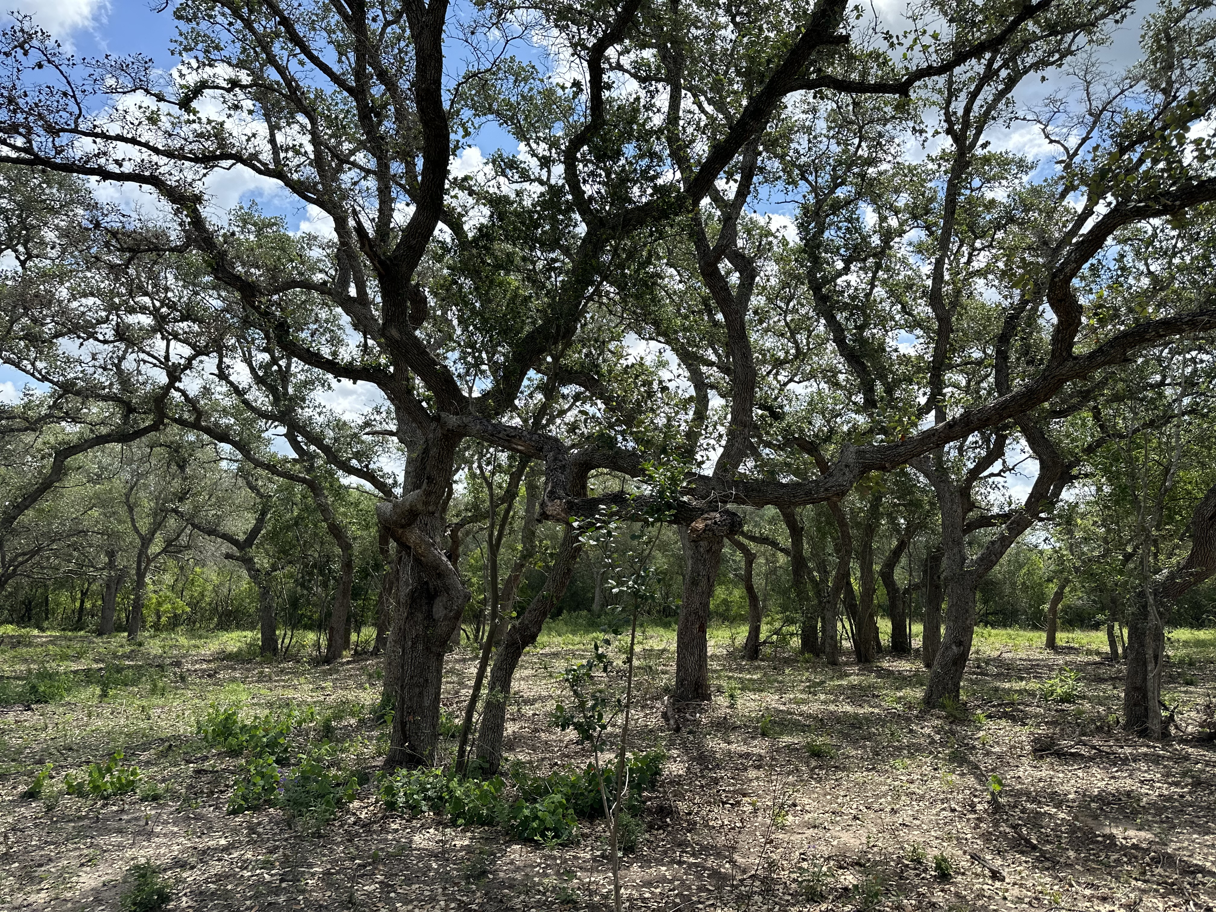 Views
Hunting
Wildlife
Trees