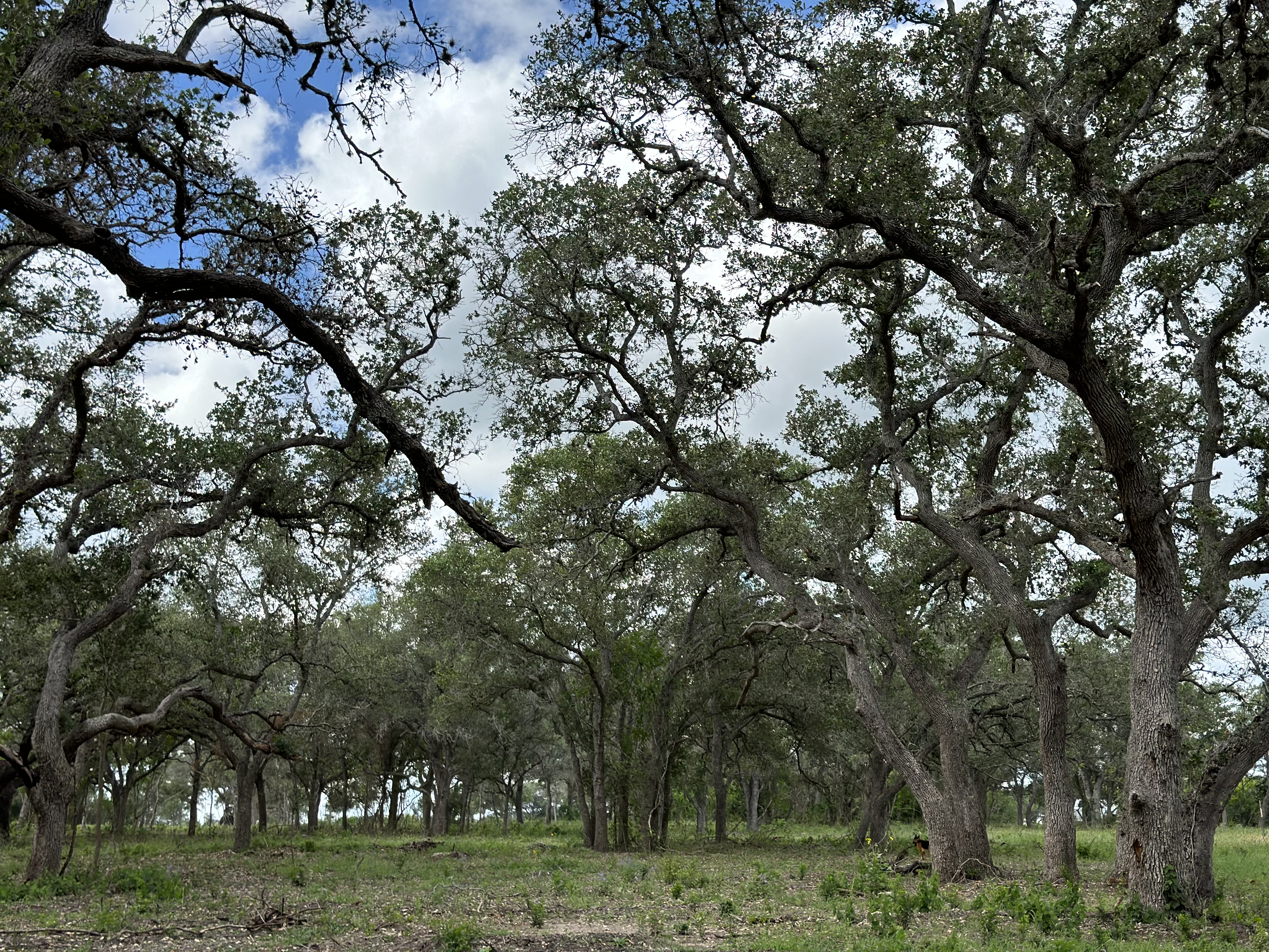 Views
Hunting
Wildlife
Trees