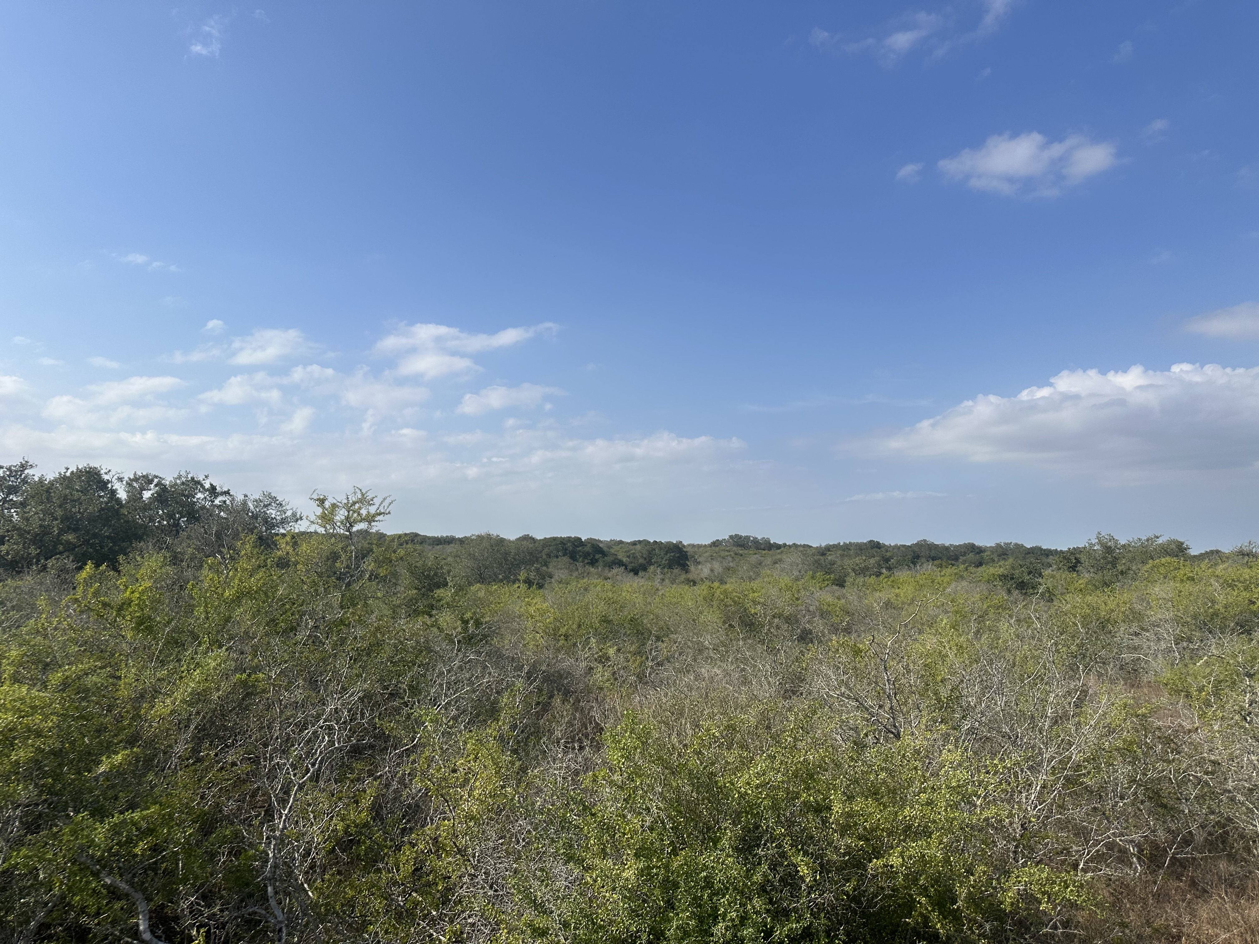 1776 FM 1351, Goliad, Texas 77963, ,Land,For Sale,1071