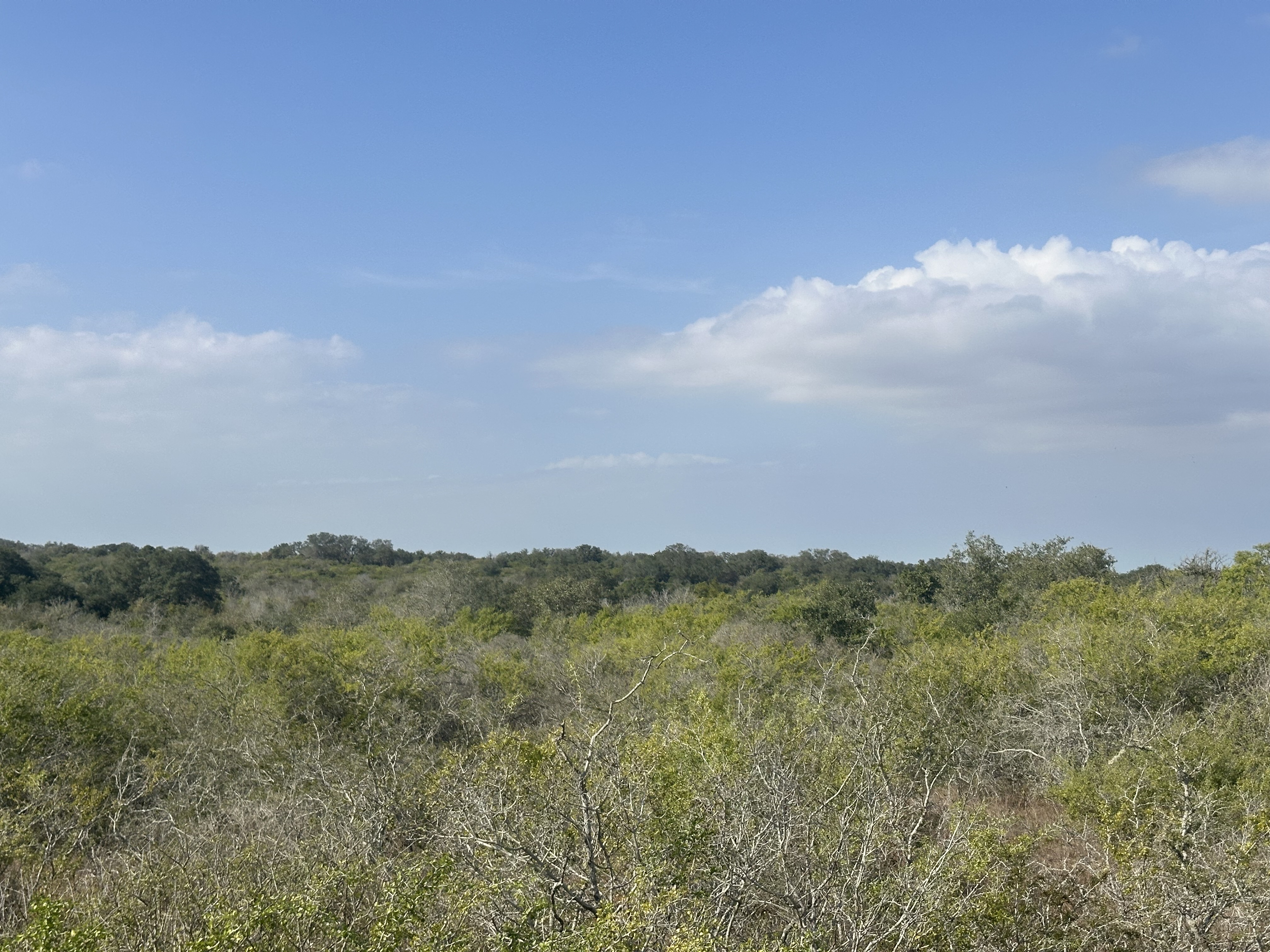 1776 FM 1351, Goliad, Texas 77963, ,Land,For Sale,1071