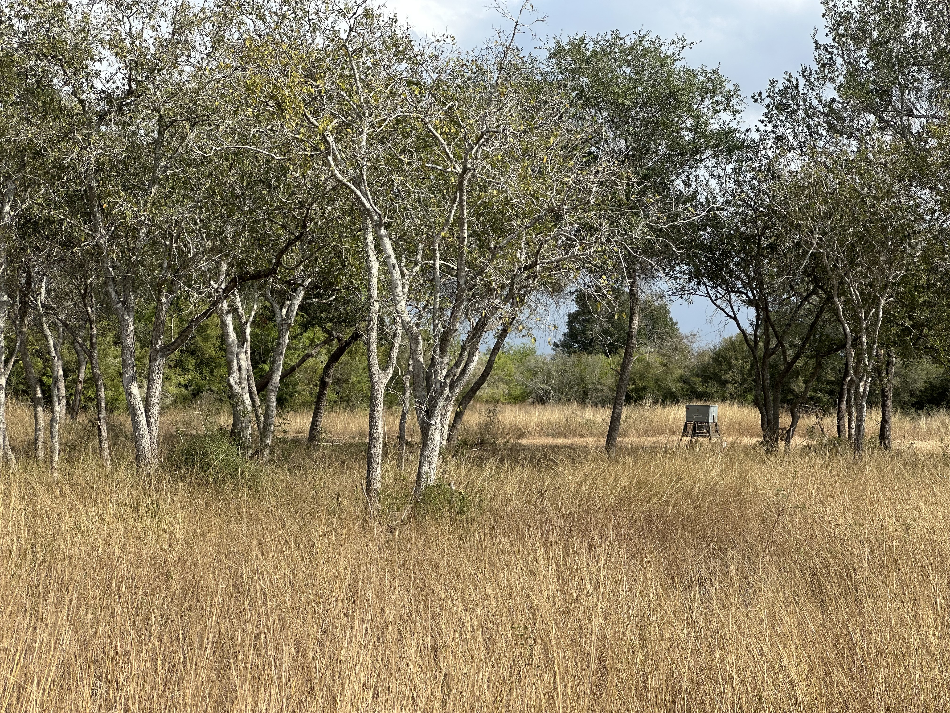 1776 FM 1351, Goliad, Texas 77963, ,Land,For Sale,1071