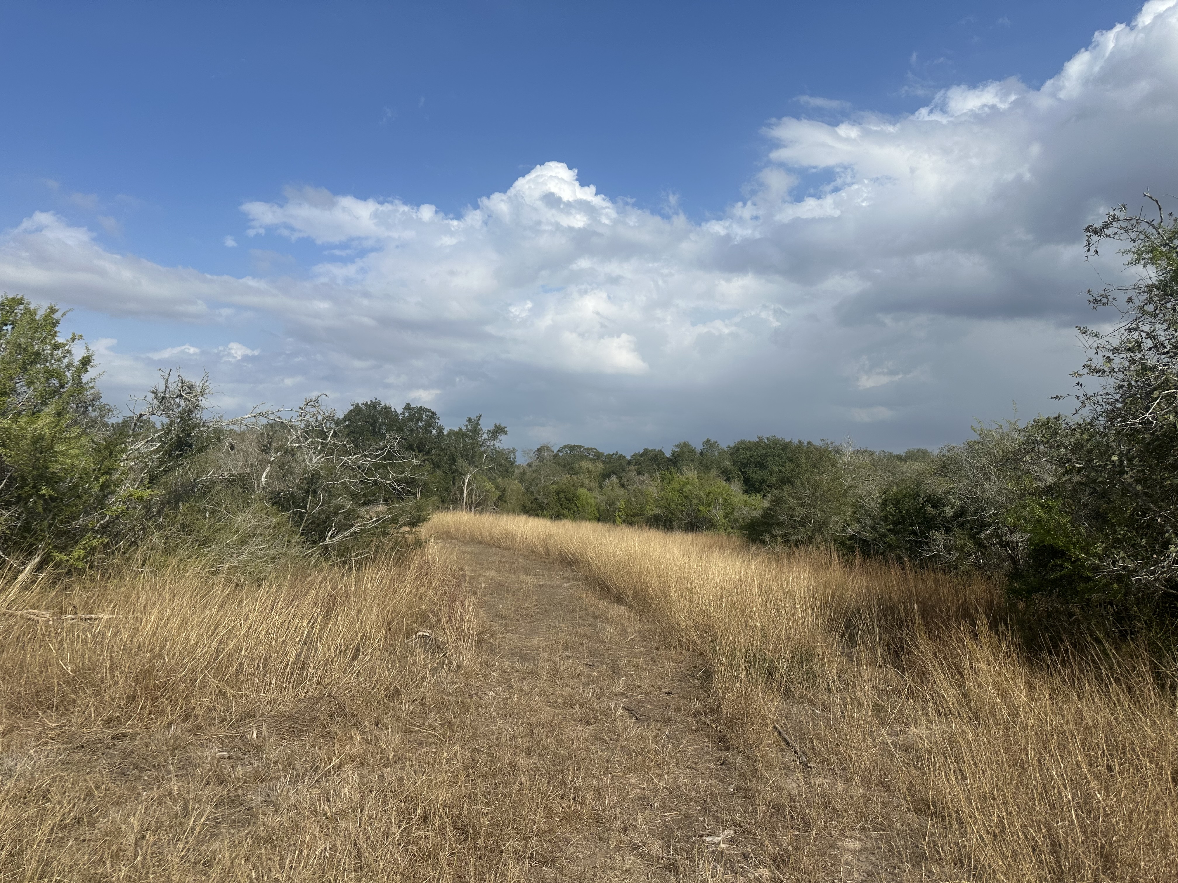 1776 FM 1351, Goliad, Texas 77963, ,Land,For Sale,1071