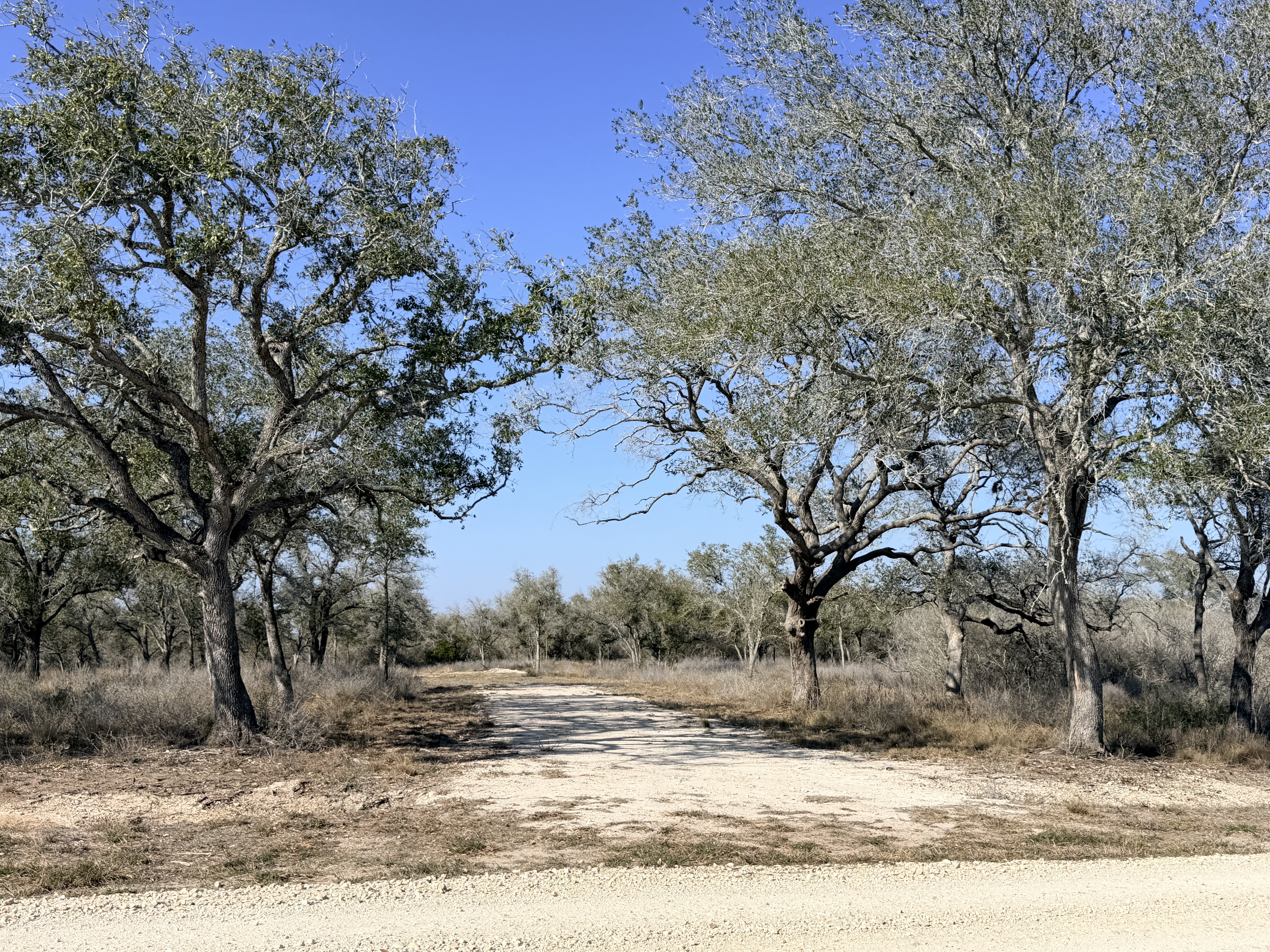 1776 FM 1351, Goliad, Texas 77963, ,Land,For Sale,1071