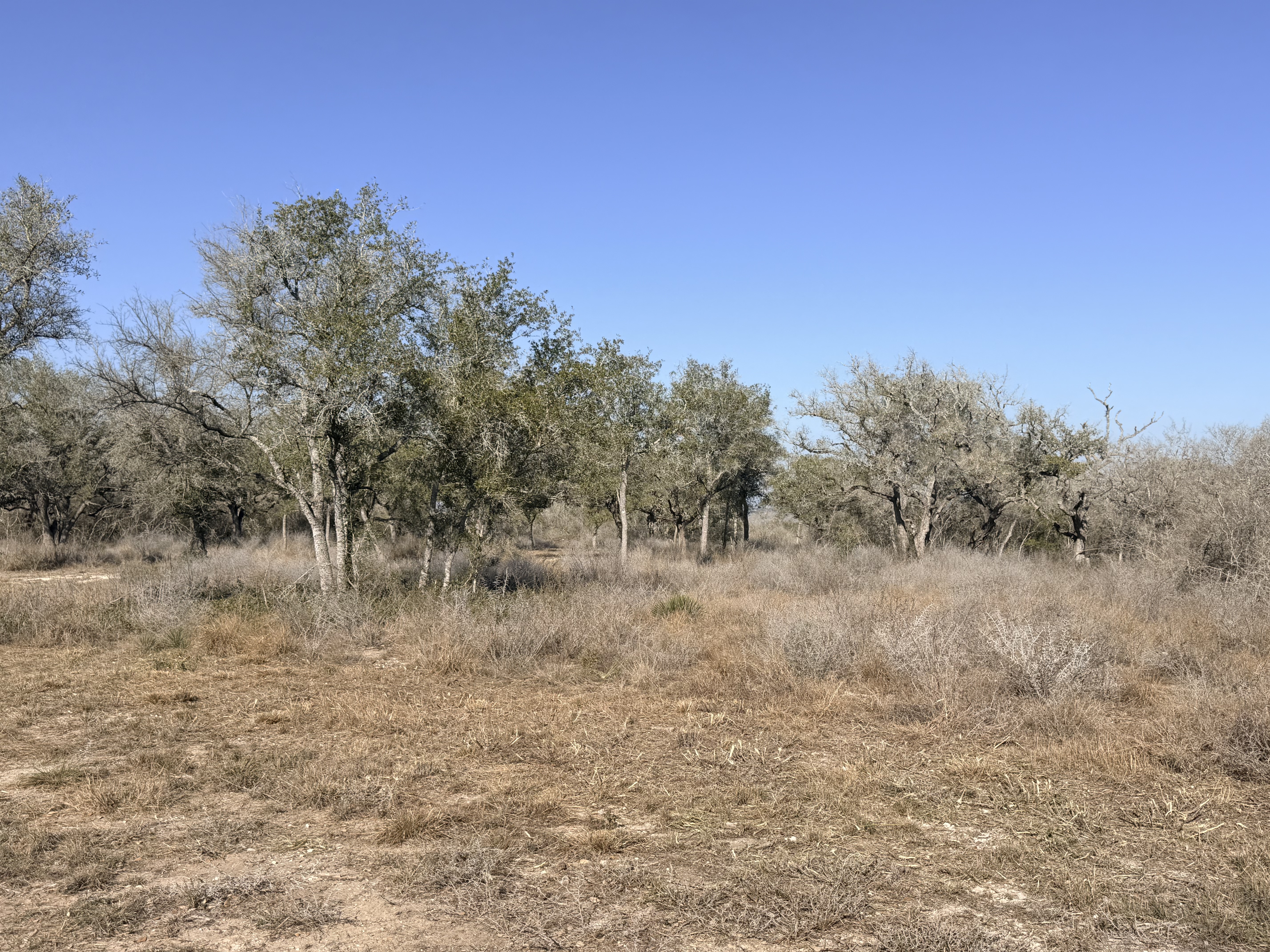 1776 FM 1351, Goliad, Texas 77963, ,Land,For Sale,1071