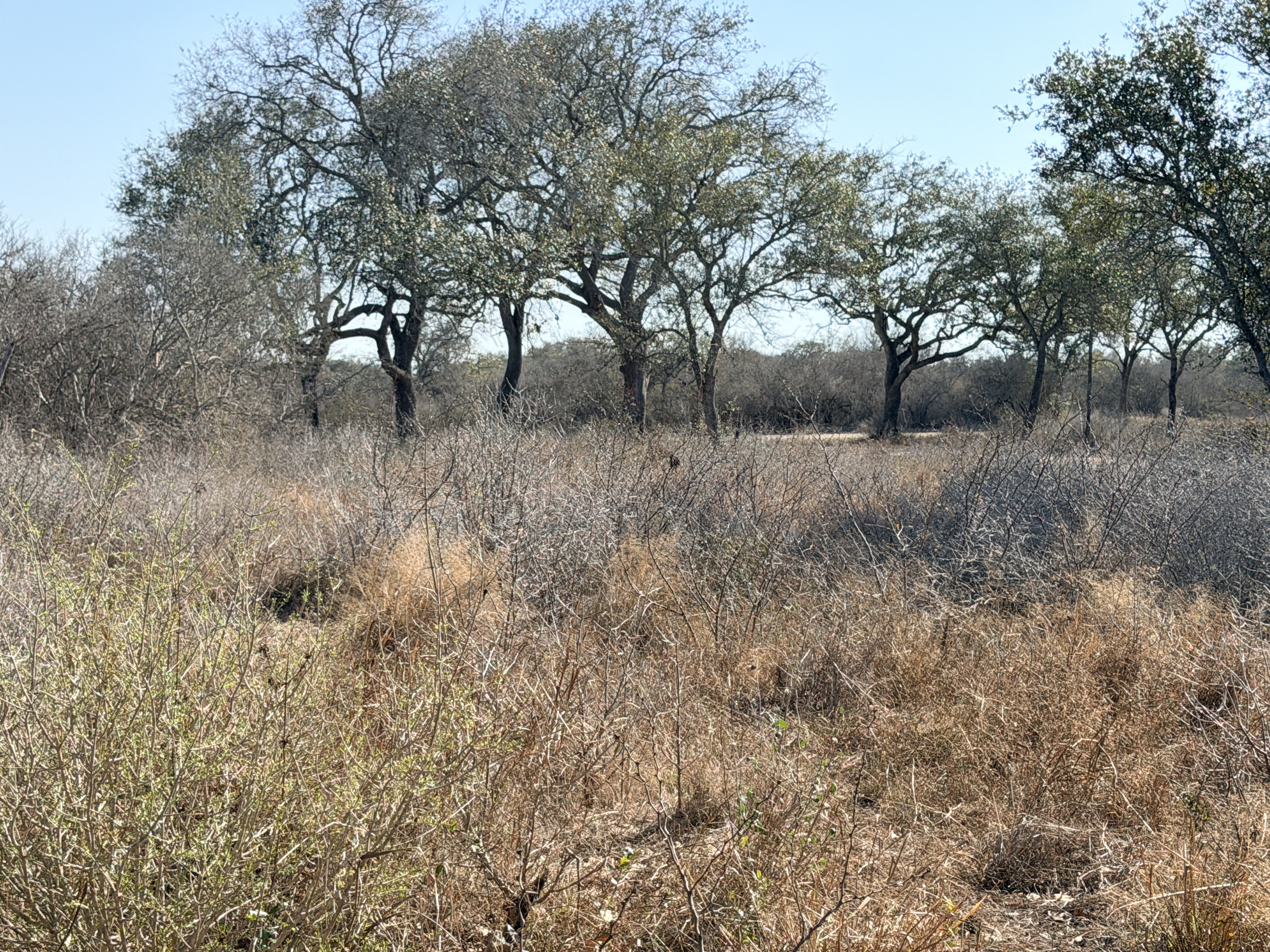 1776 FM 1351, Goliad, Texas 77963, ,Land,For Sale,1071