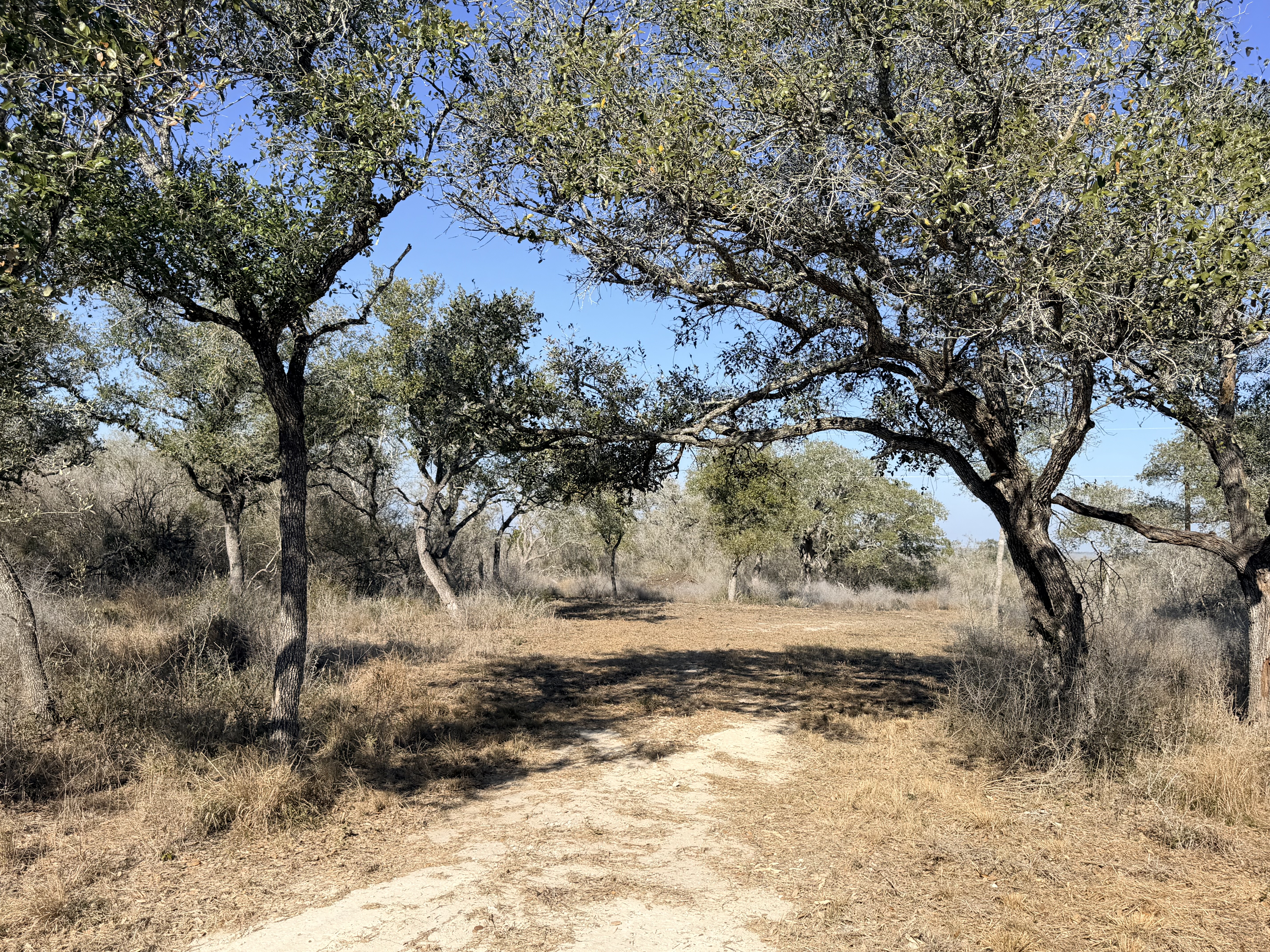 1776 FM 1351, Goliad, Texas 77963, ,Land,For Sale,1071