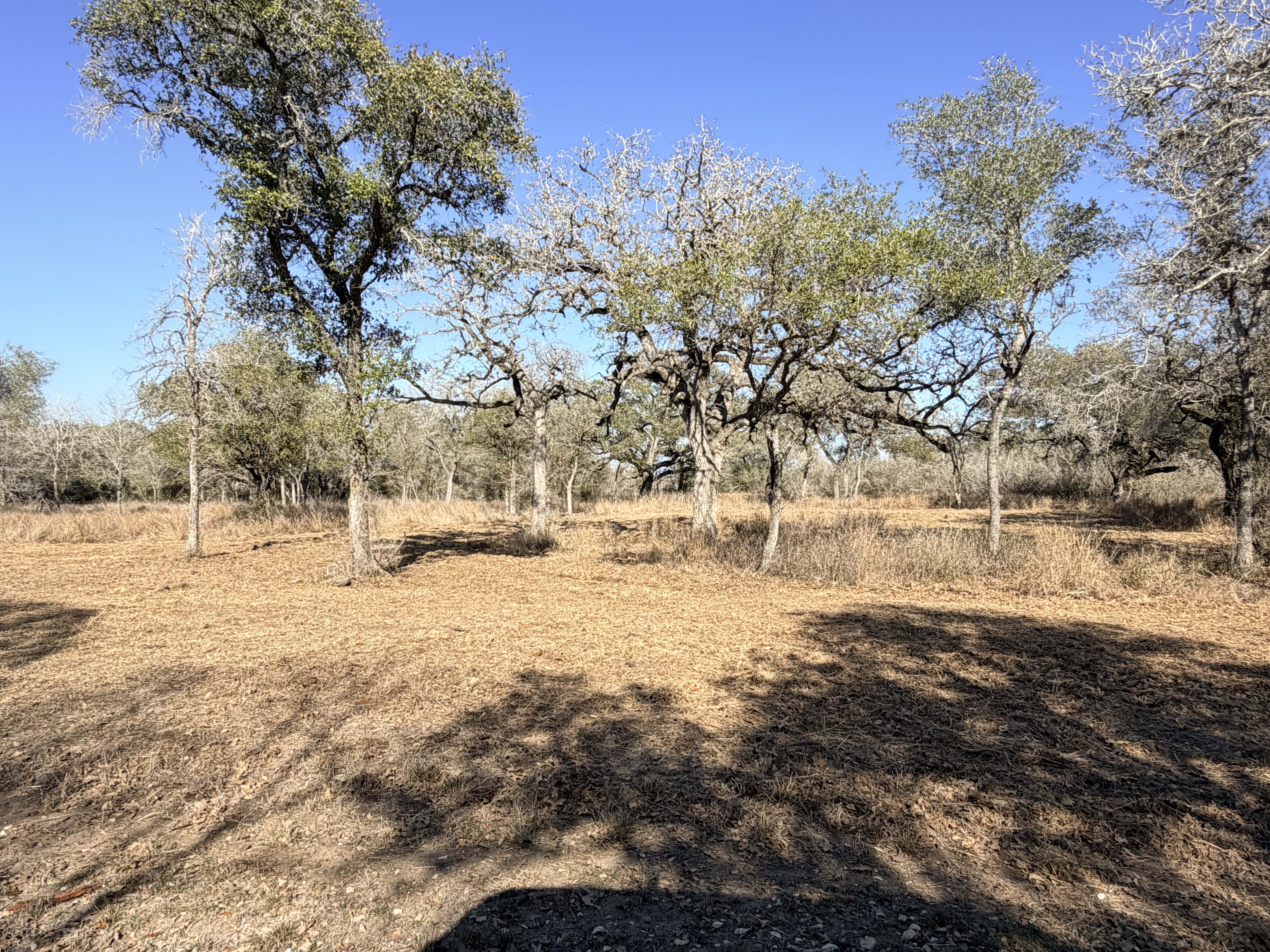 1776 FM 1351, Goliad, Texas 77963, ,Land,For Sale,1071