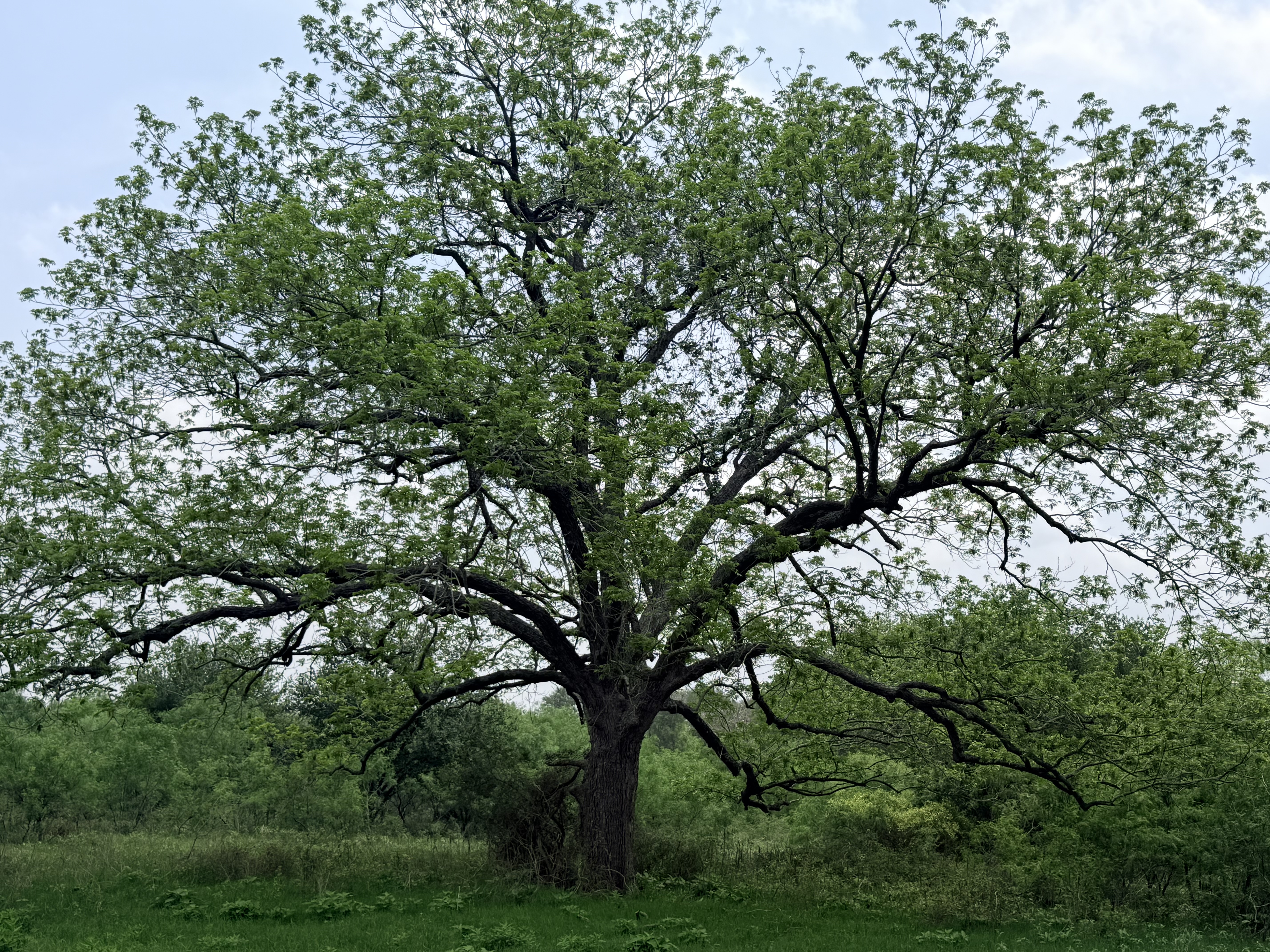 Discover a stunning piece of Central Texas landscape located in Luling, TX. This property offers over 12 acres of land, providing the perfect blend of country living and convenience. Enjoy the serene environment, just minutes from town, while experiencing true rural tranquility. The land boasts enormous shade trees and beautiful creek bottom terrain. Its gentle, sloping topography offers pristine views of the surrounding countryside, making it an ideal spot for those seeking scenic vistas. West Plum Creek runs along the backside of the property, adding to its natural appeal. The property features FM highway frontage, ensuring easy access. Several prime building sites are ready for development, with new fencing and electricity already installed. These improvements make the land immediately usable for various purposes. Situated within 5 minutes of Luling and just 10 minutes from Lockhart, this property provides quick access to nearby towns. It is less than an hour from both Austin and San Antonio, and only about 45 minutes from the Austin International Airport and Circuit of the Americas racetrack. 
NO RESTRICTIONS
AG EXEMPT - WILDLIFE