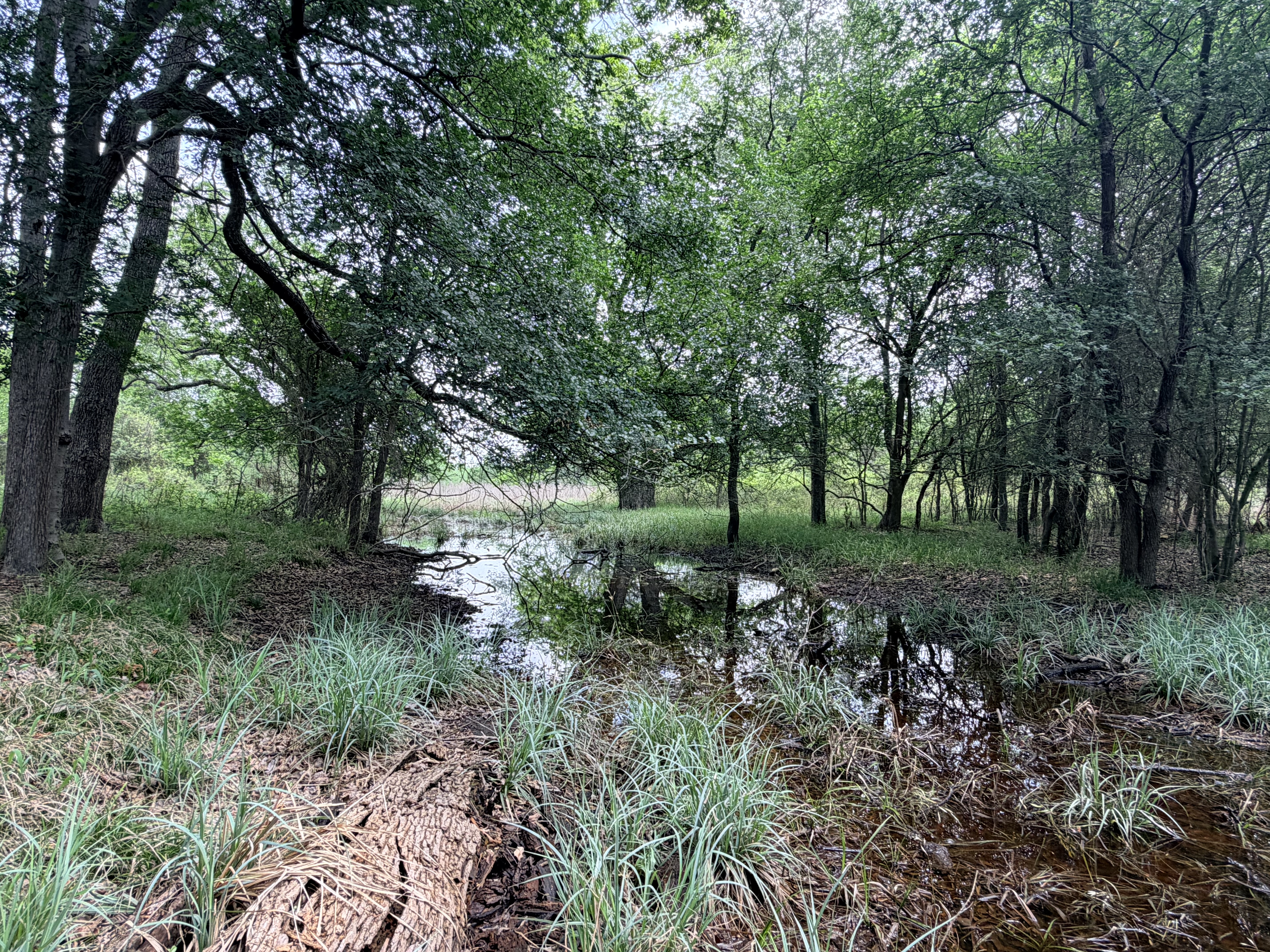 Discover a stunning piece of Central Texas landscape located in Luling, TX. This property offers over 12 acres of land, providing the perfect blend of country living and convenience. Enjoy the serene environment, just minutes from town, while experiencing true rural tranquility. The land boasts enormous shade trees and beautiful creek bottom terrain. Its gentle, sloping topography offers pristine views of the surrounding countryside, making it an ideal spot for those seeking scenic vistas. West Plum Creek runs along the backside of the property, adding to its natural appeal. The property features FM highway frontage, ensuring easy access. Several prime building sites are ready for development, with new fencing and electricity already installed. These improvements make the land immediately usable for various purposes. Situated within 5 minutes of Luling and just 10 minutes from Lockhart, this property provides quick access to nearby towns. It is less than an hour from both Austin and San Antonio, and only about 45 minutes from the Austin International Airport and Circuit of the Americas racetrack. 
NO RESTRICTIONS
AG EXEMPT - WILDLIFE