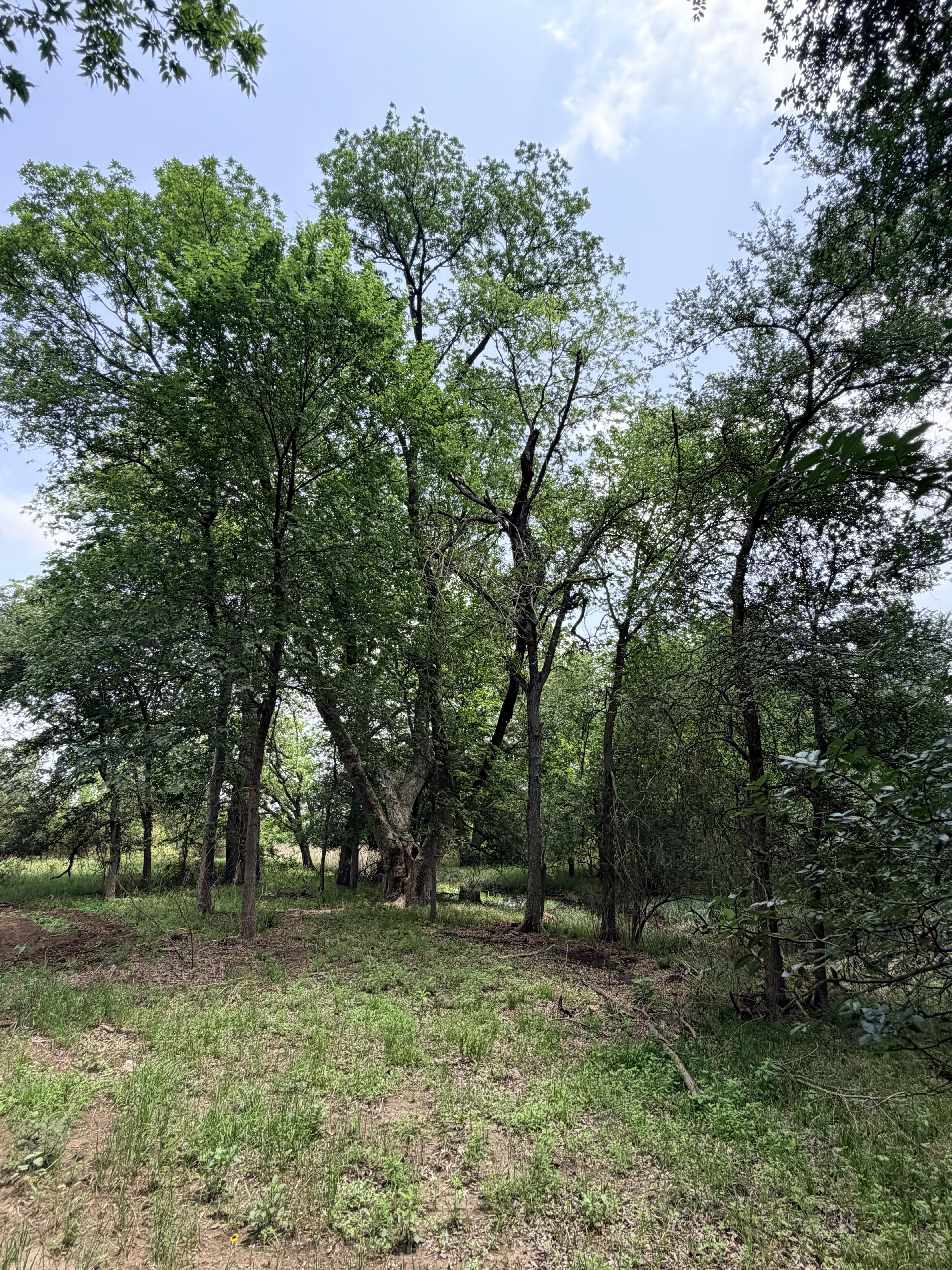 Discover a stunning piece of Central Texas landscape located in Luling, TX. This property offers over 12 acres of land, providing the perfect blend of country living and convenience. Enjoy the serene environment, just minutes from town, while experiencing true rural tranquility. The land boasts enormous shade trees and beautiful creek bottom terrain. Its gentle, sloping topography offers pristine views of the surrounding countryside, making it an ideal spot for those seeking scenic vistas. West Plum Creek runs along the backside of the property, adding to its natural appeal. The property features FM highway frontage, ensuring easy access. Several prime building sites are ready for development, with new fencing and electricity already installed. These improvements make the land immediately usable for various purposes. Situated within 5 minutes of Luling and just 10 minutes from Lockhart, this property provides quick access to nearby towns. It is less than an hour from both Austin and San Antonio, and only about 45 minutes from the Austin International Airport and Circuit of the Americas racetrack. 
NO RESTRICTIONS
AG EXEMPT - WILDLIFE