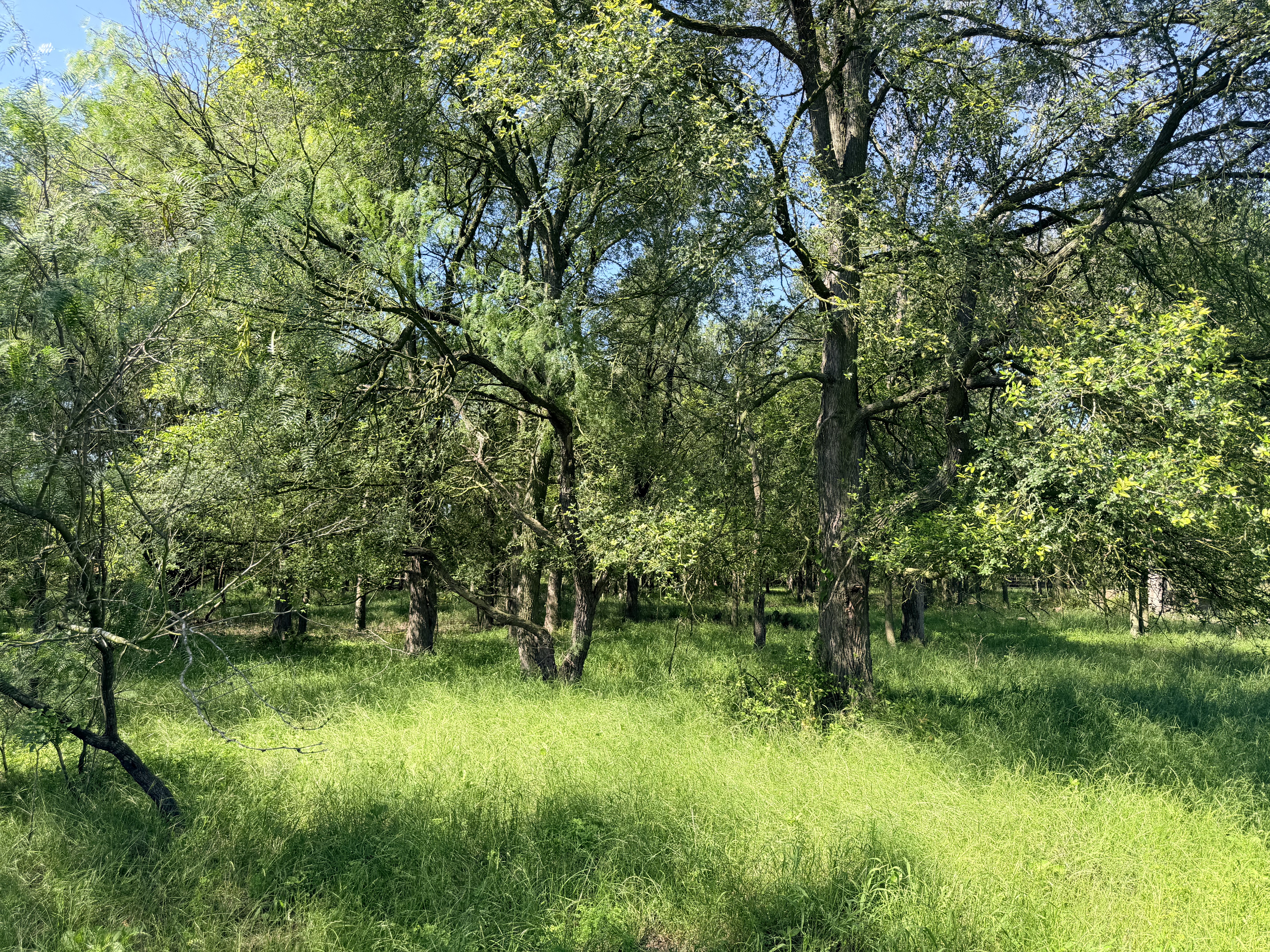 Discover a stunning piece of Central Texas landscape located in Luling, TX. This property offers over 13+ acres of land, providing the perfect blend of country living and convenience. Enjoy the serene environment, just minutes from town, while experiencing true rural tranquility. The land boasts enormous shade trees and beautiful creek bottom terrain. Its gentle, sloping topography offers pristine views of the surrounding countryside, making it an ideal spot for those seeking scenic vistas. West Plum Creek runs along the backside of the property, adding to its natural appeal. The property features FM highway frontage, ensuring easy access. Several prime building sites are ready for development, with new fencing and electricity already installed. These improvements make the land immediately usable for various purposes. Situated within 5 minutes of Luling and just 10 minutes from Lockhart, this property provides quick access to nearby towns. It is less than an hour from both Austin and San Antonio, and only about 45 minutes from the Austin International Airport and Circuit of the Americas racetrack. 
NO RESTRICTIONS
AG EXEMPT - WILDLIFE