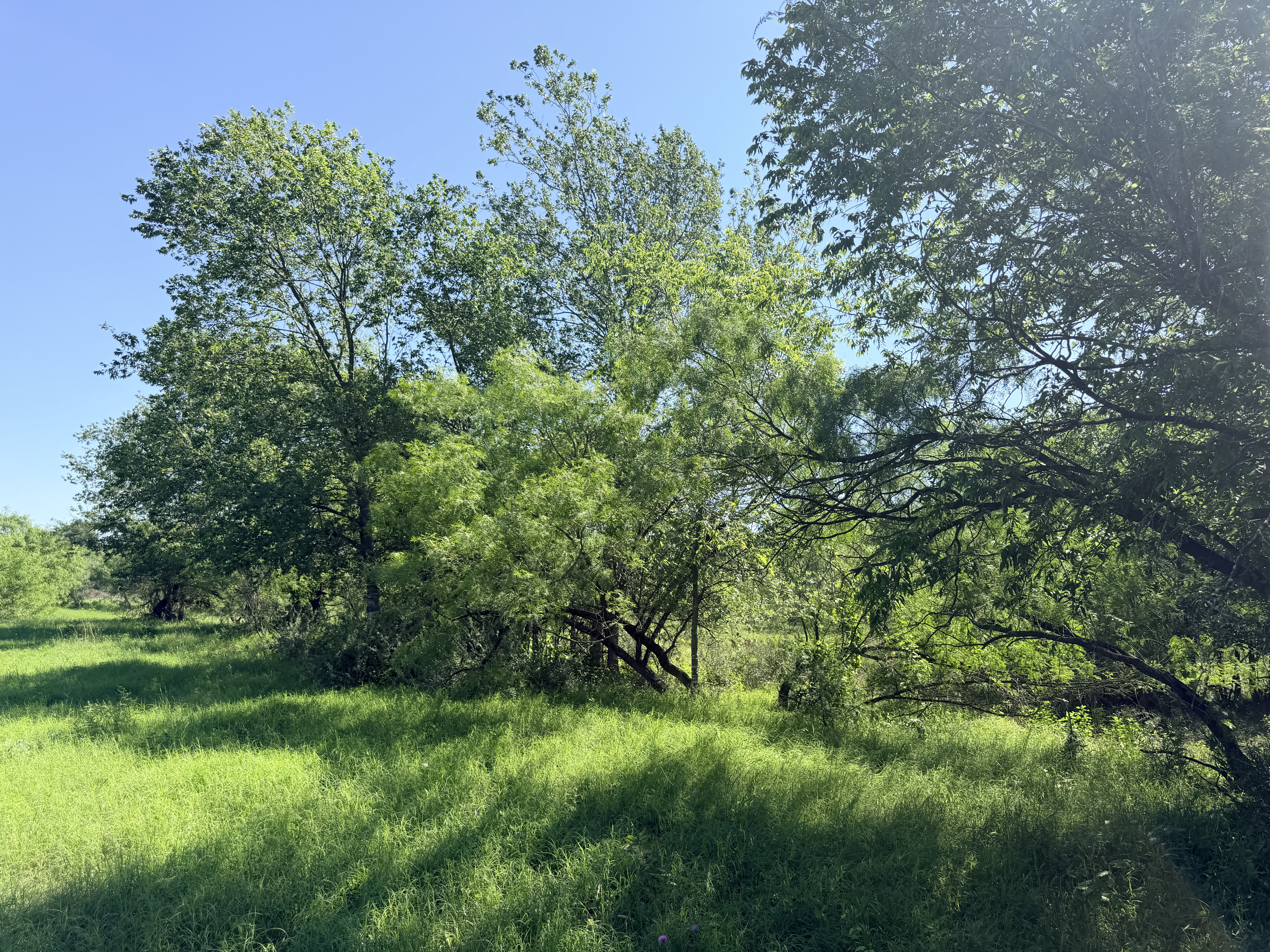 Discover a stunning piece of Central Texas landscape located in Luling, TX. This property offers over 13+ acres of land, providing the perfect blend of country living and convenience. Enjoy the serene environment, just minutes from town, while experiencing true rural tranquility. The land boasts enormous shade trees and beautiful creek bottom terrain. Its gentle, sloping topography offers pristine views of the surrounding countryside, making it an ideal spot for those seeking scenic vistas. West Plum Creek runs along the backside of the property, adding to its natural appeal. The property features FM highway frontage, ensuring easy access. Several prime building sites are ready for development, with new fencing and electricity already installed. These improvements make the land immediately usable for various purposes. Situated within 5 minutes of Luling and just 10 minutes from Lockhart, this property provides quick access to nearby towns. It is less than an hour from both Austin and San Antonio, and only about 45 minutes from the Austin International Airport and Circuit of the Americas racetrack. 
NO RESTRICTIONS
AG EXEMPT - WILDLIFE