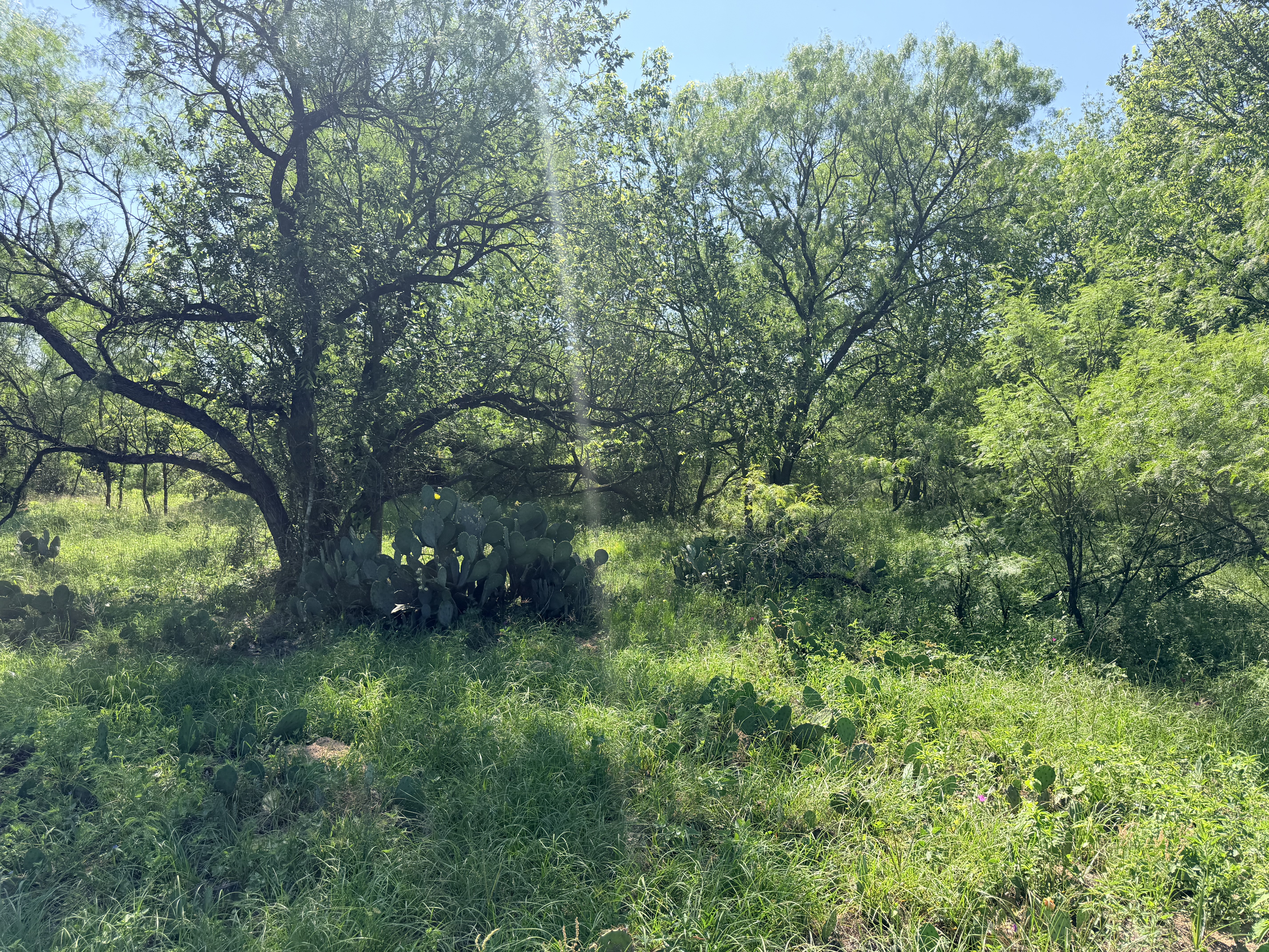 Discover a stunning piece of Central Texas landscape located in Luling, TX. This property offers over 13+ acres of land, providing the perfect blend of country living and convenience. Enjoy the serene environment, just minutes from town, while experiencing true rural tranquility. The land boasts enormous shade trees and beautiful creek bottom terrain. Its gentle, sloping topography offers pristine views of the surrounding countryside, making it an ideal spot for those seeking scenic vistas. West Plum Creek runs along the backside of the property, adding to its natural appeal. The property features FM highway frontage, ensuring easy access. Several prime building sites are ready for development, with new fencing and electricity already installed. These improvements make the land immediately usable for various purposes. Situated within 5 minutes of Luling and just 10 minutes from Lockhart, this property provides quick access to nearby towns. It is less than an hour from both Austin and San Antonio, and only about 45 minutes from the Austin International Airport and Circuit of the Americas racetrack. 
NO RESTRICTIONS
AG EXEMPT - WILDLIFE