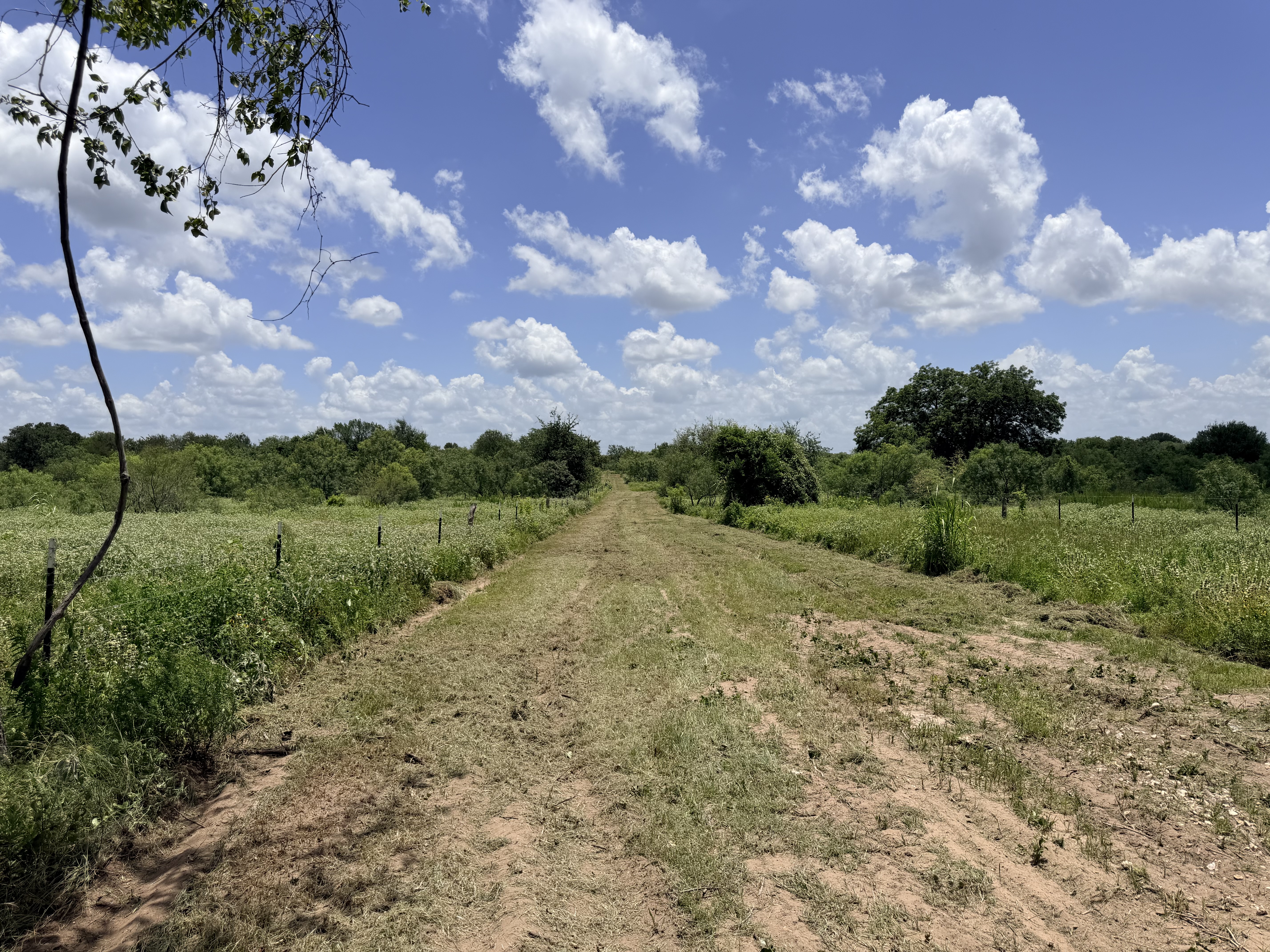 Discover a stunning piece of Central Texas landscape located in Luling, TX. This property offers over 13+ acres of land, providing the perfect blend of country living and convenience. Enjoy the serene environment, just minutes from town, while experiencing true rural tranquility. The land boasts enormous shade trees and beautiful creek bottom terrain. Its gentle, sloping topography offers pristine views of the surrounding countryside, making it an ideal spot for those seeking scenic vistas. West Plum Creek runs along the backside of the property, adding to its natural appeal. The property features FM highway frontage, ensuring easy access. Several prime building sites are ready for development, with new fencing and electricity already installed. These improvements make the land immediately usable for various purposes. Situated within 5 minutes of Luling and just 10 minutes from Lockhart, this property provides quick access to nearby towns. It is less than an hour from both Austin and San Antonio, and only about 45 minutes from the Austin International Airport and Circuit of the Americas racetrack. 
NO RESTRICTIONS
AG EXEMPT - WILDLIFE