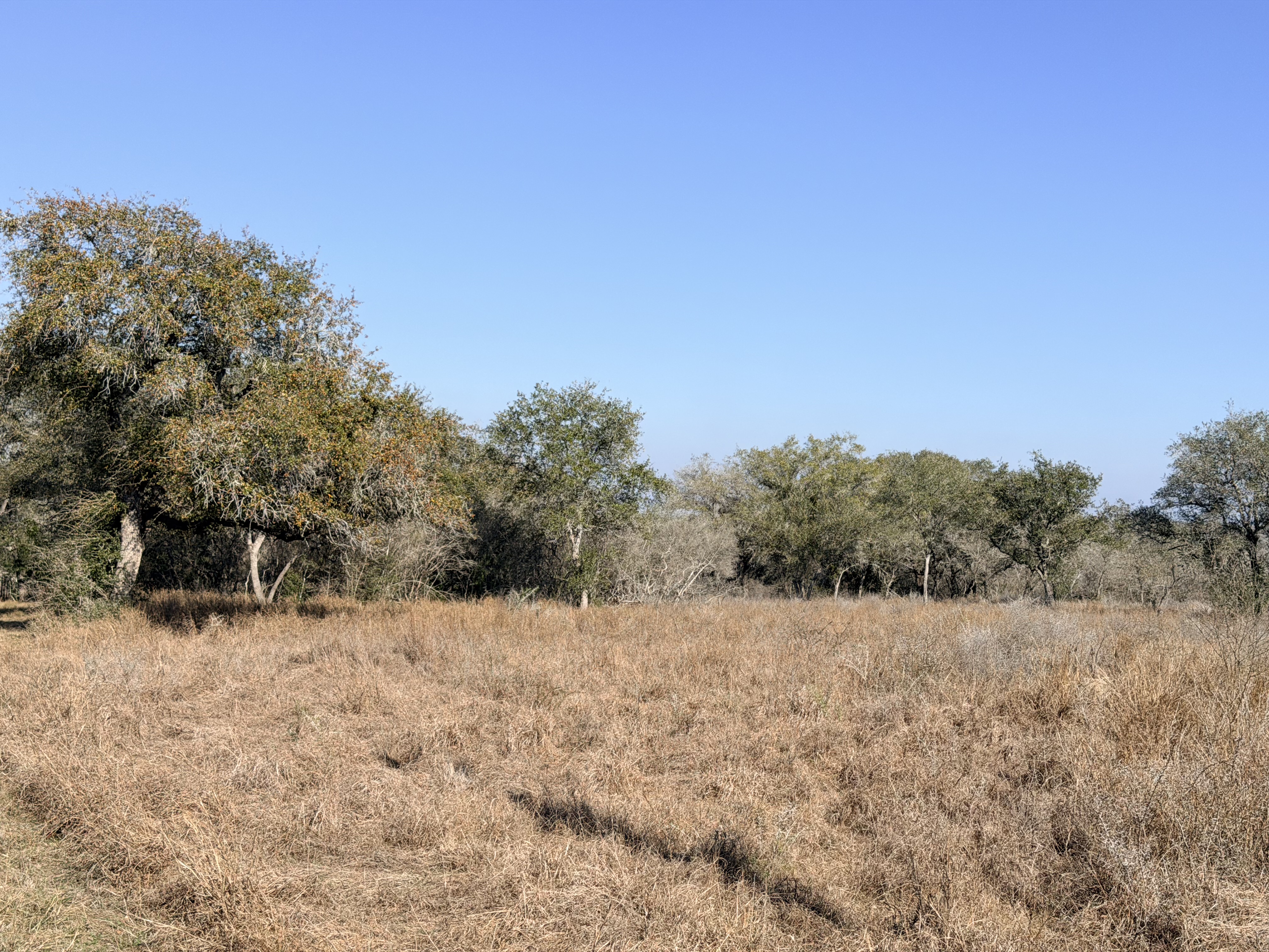 and for sale, goliad tx, hunting