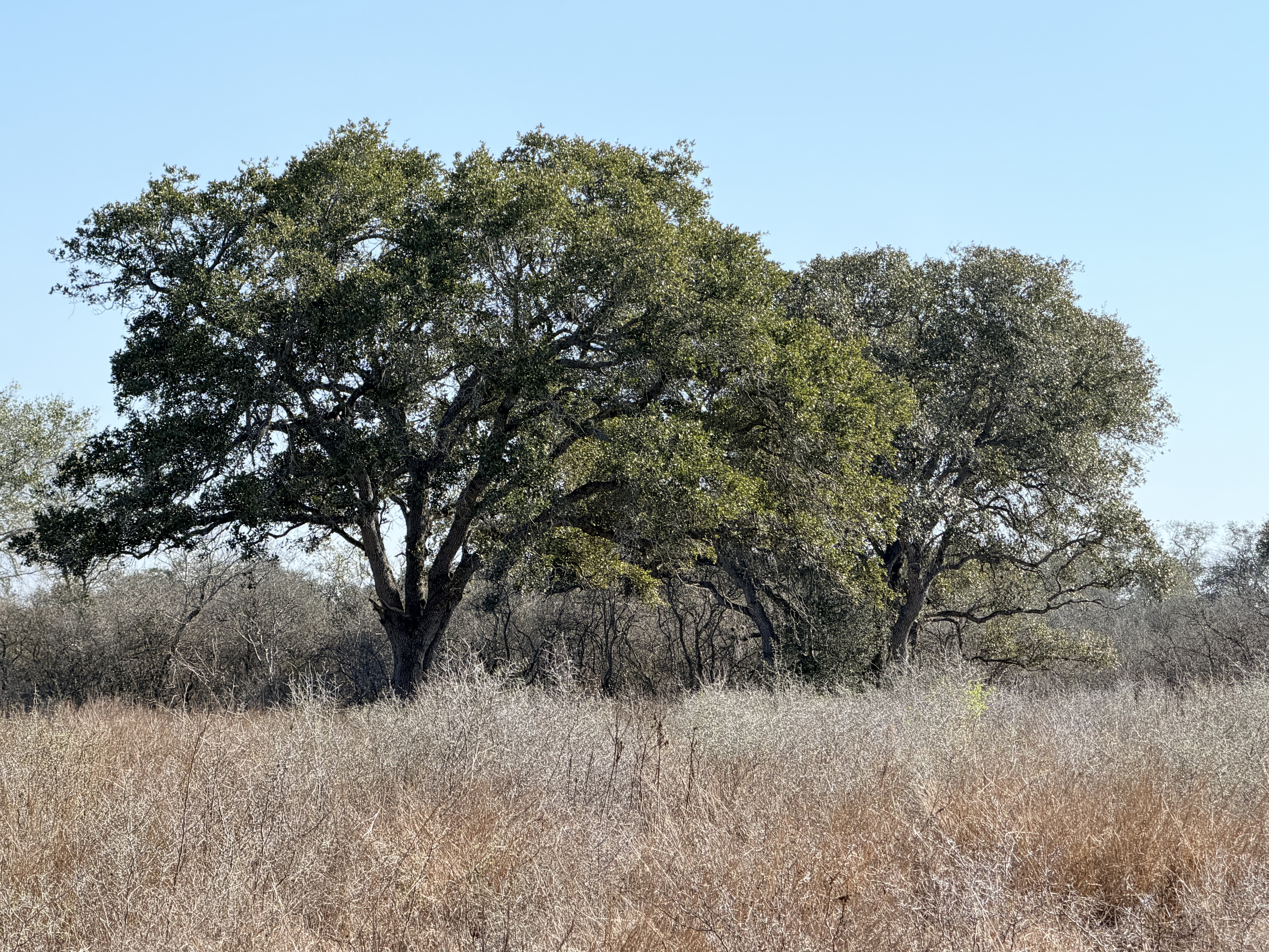 and for sale, goliad tx, hunting