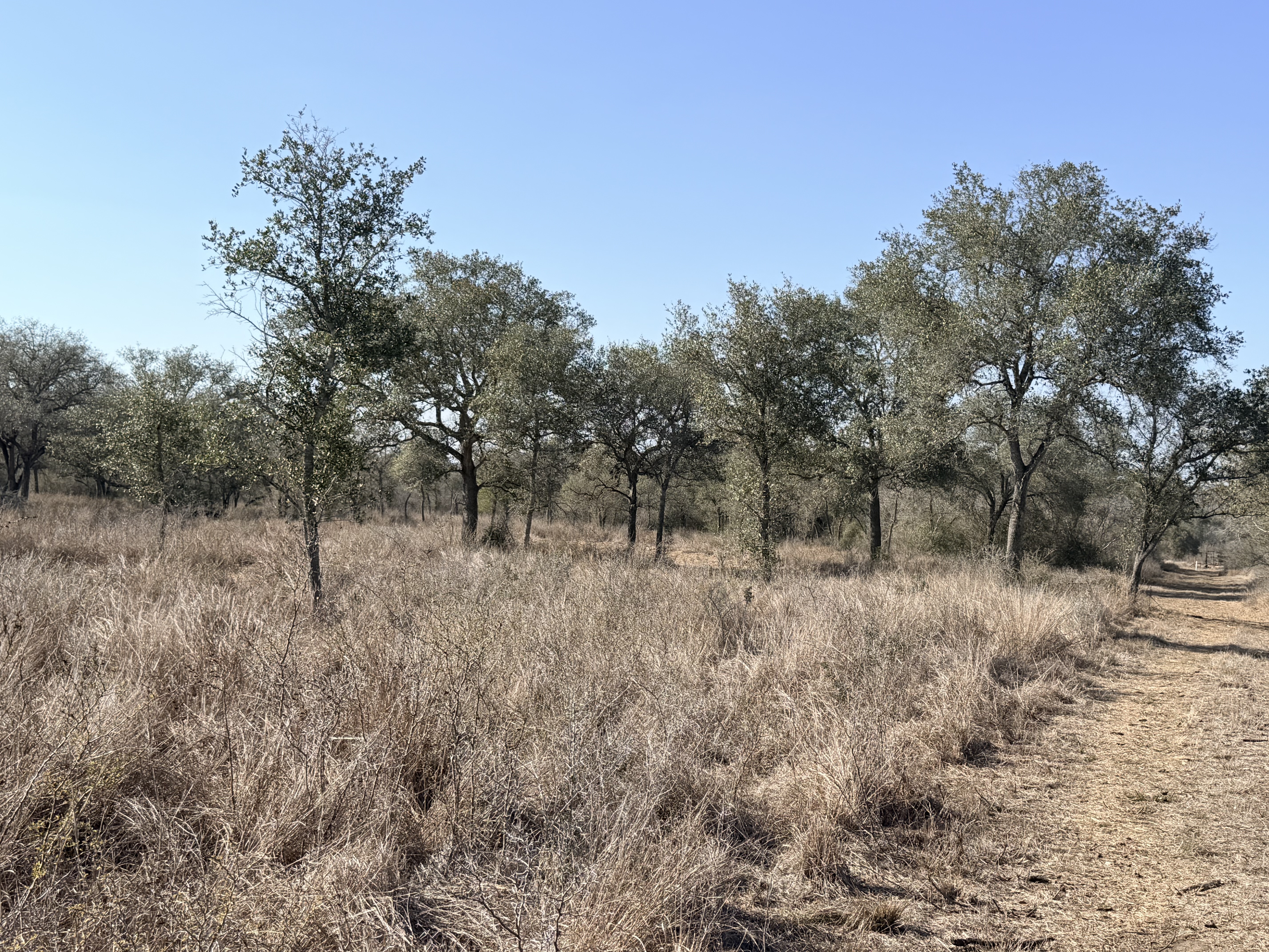 and for sale, goliad tx, hunting