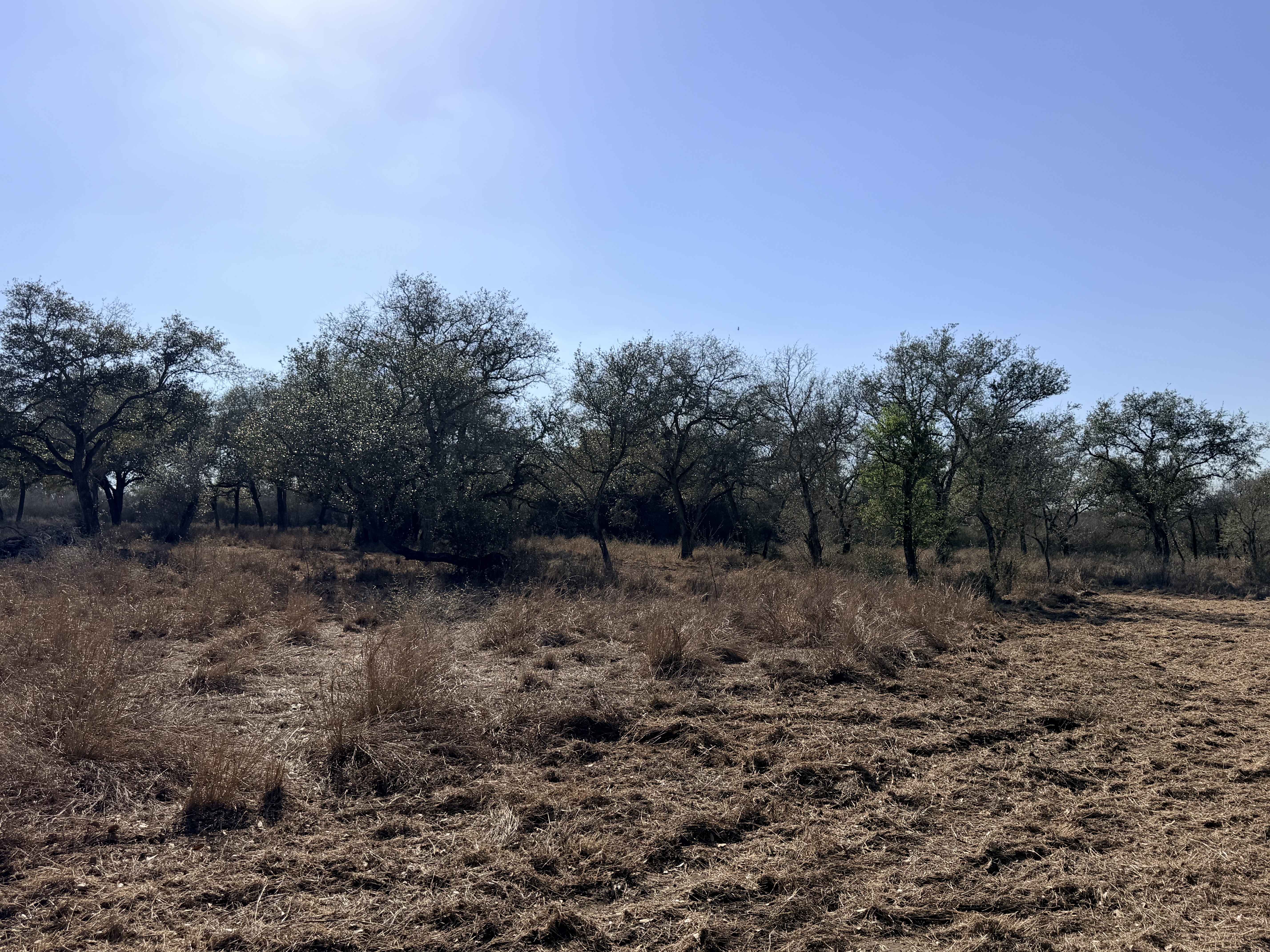 and for sale, goliad tx, hunting