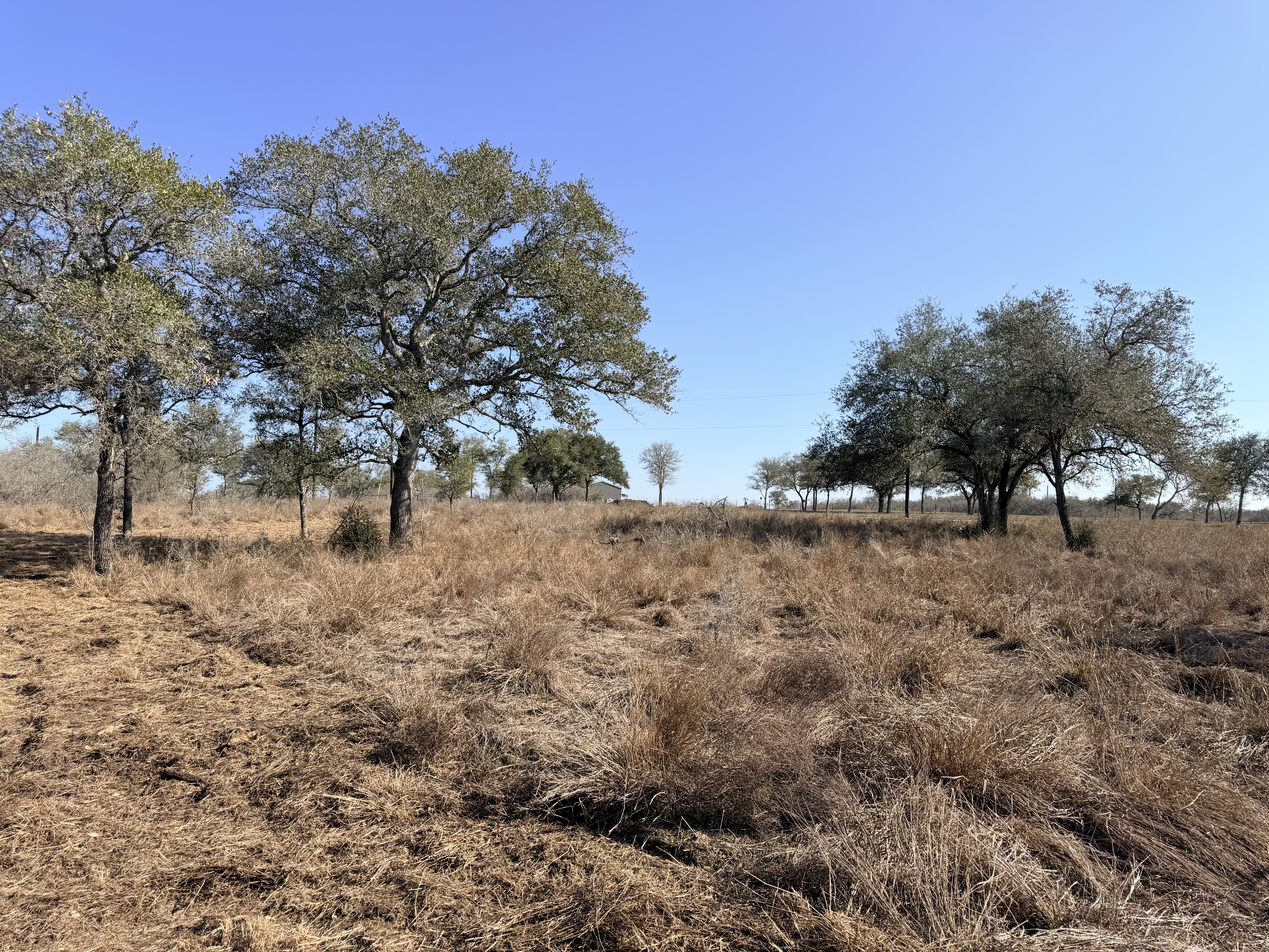 and for sale, goliad tx, hunting