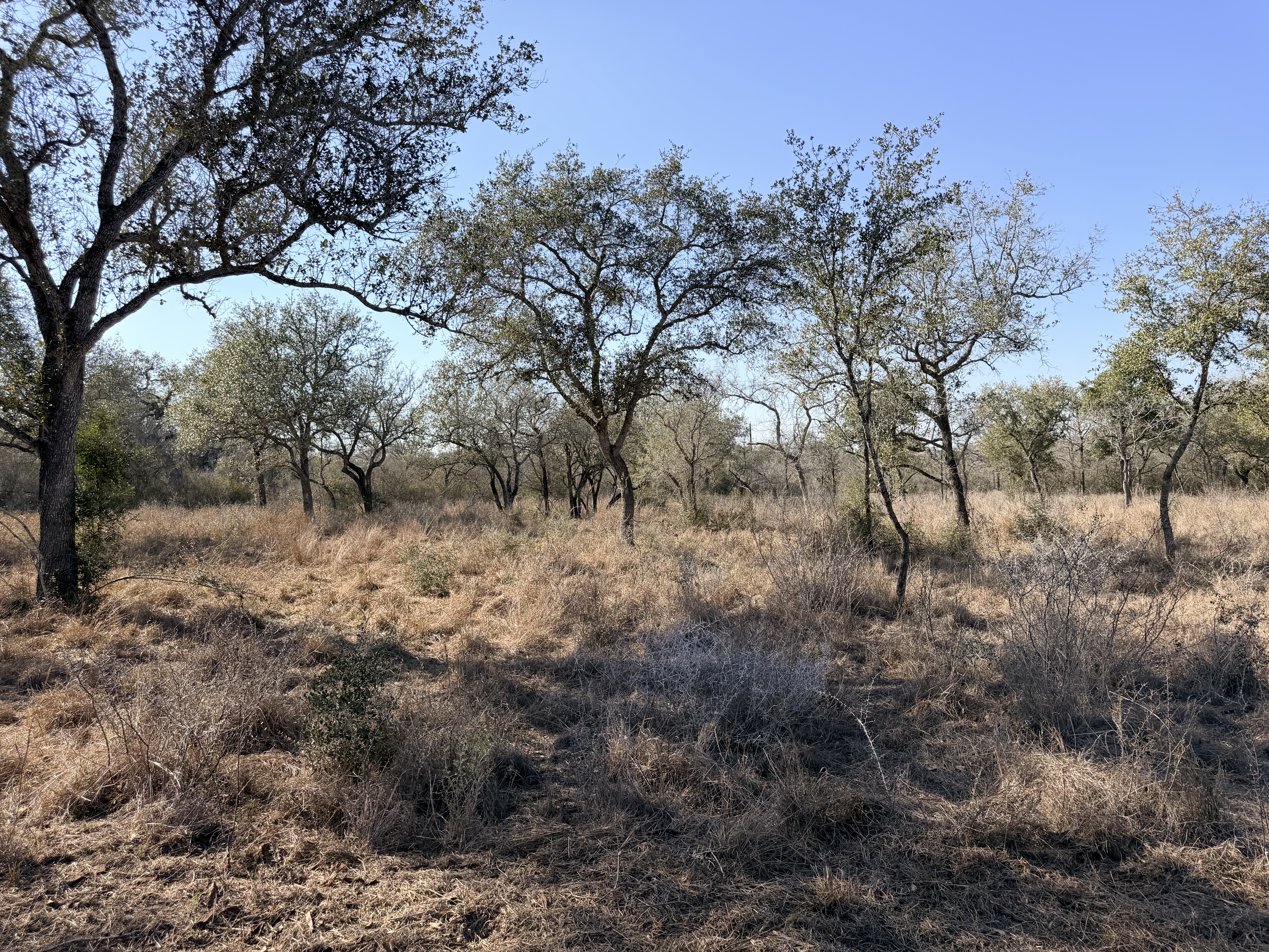 and for sale, goliad tx, hunting